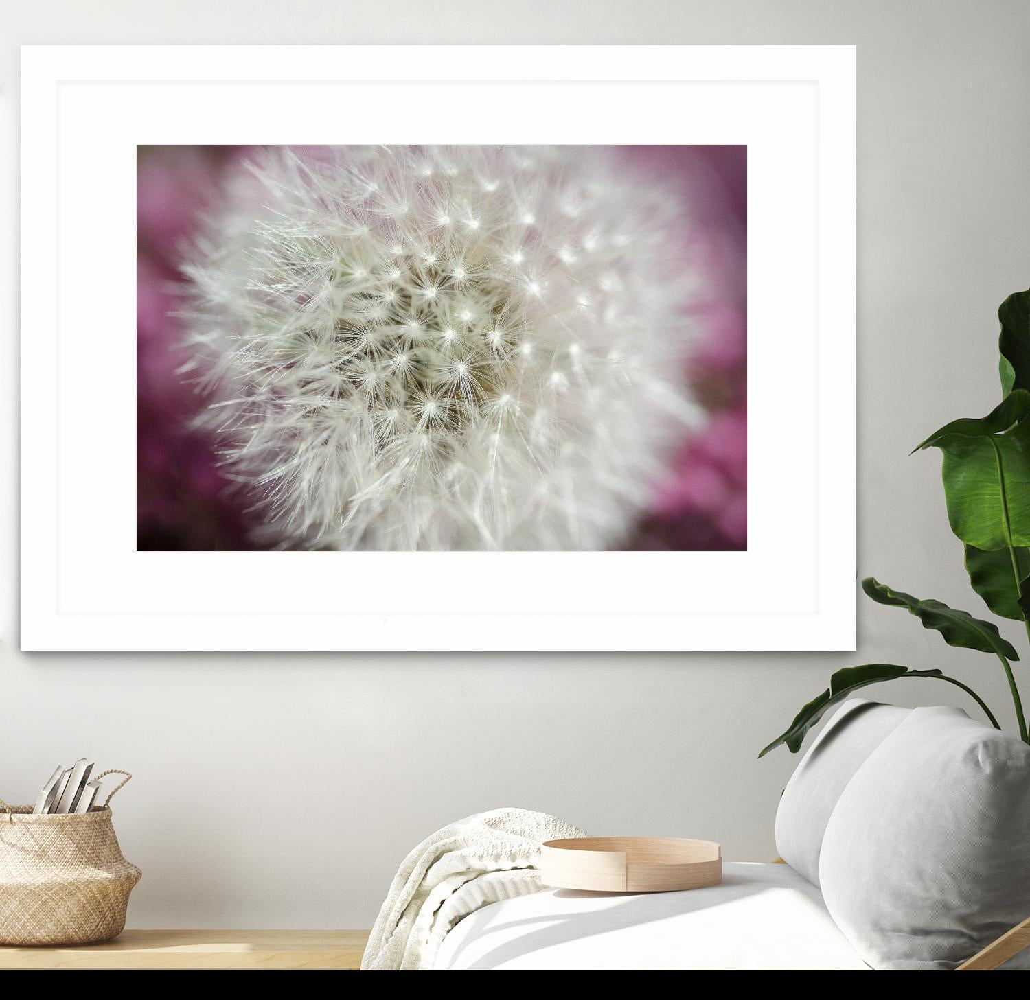 Dandelion on a rose by Nick Jackson on GIANT ART - pink photo art