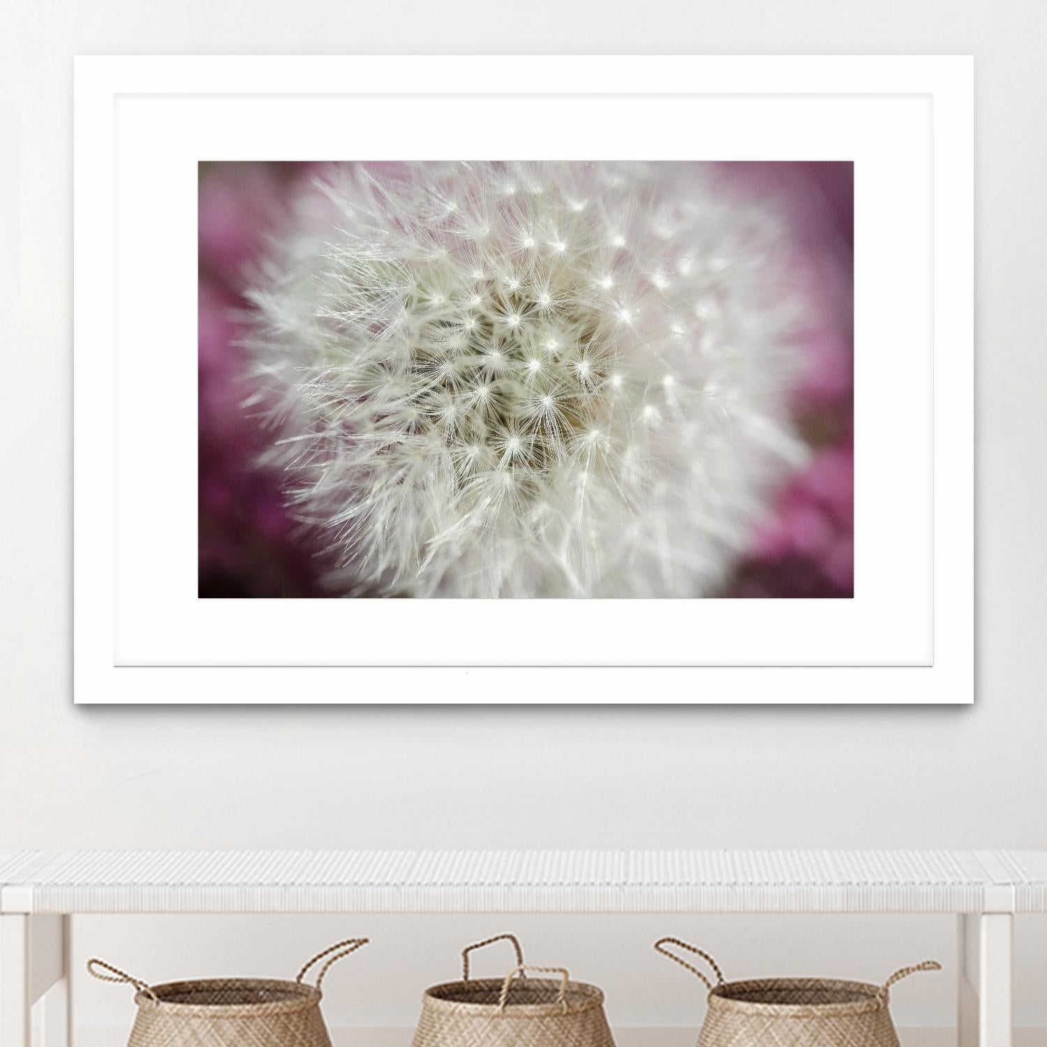 Dandelion on a rose by Nick Jackson on GIANT ART - pink photo art