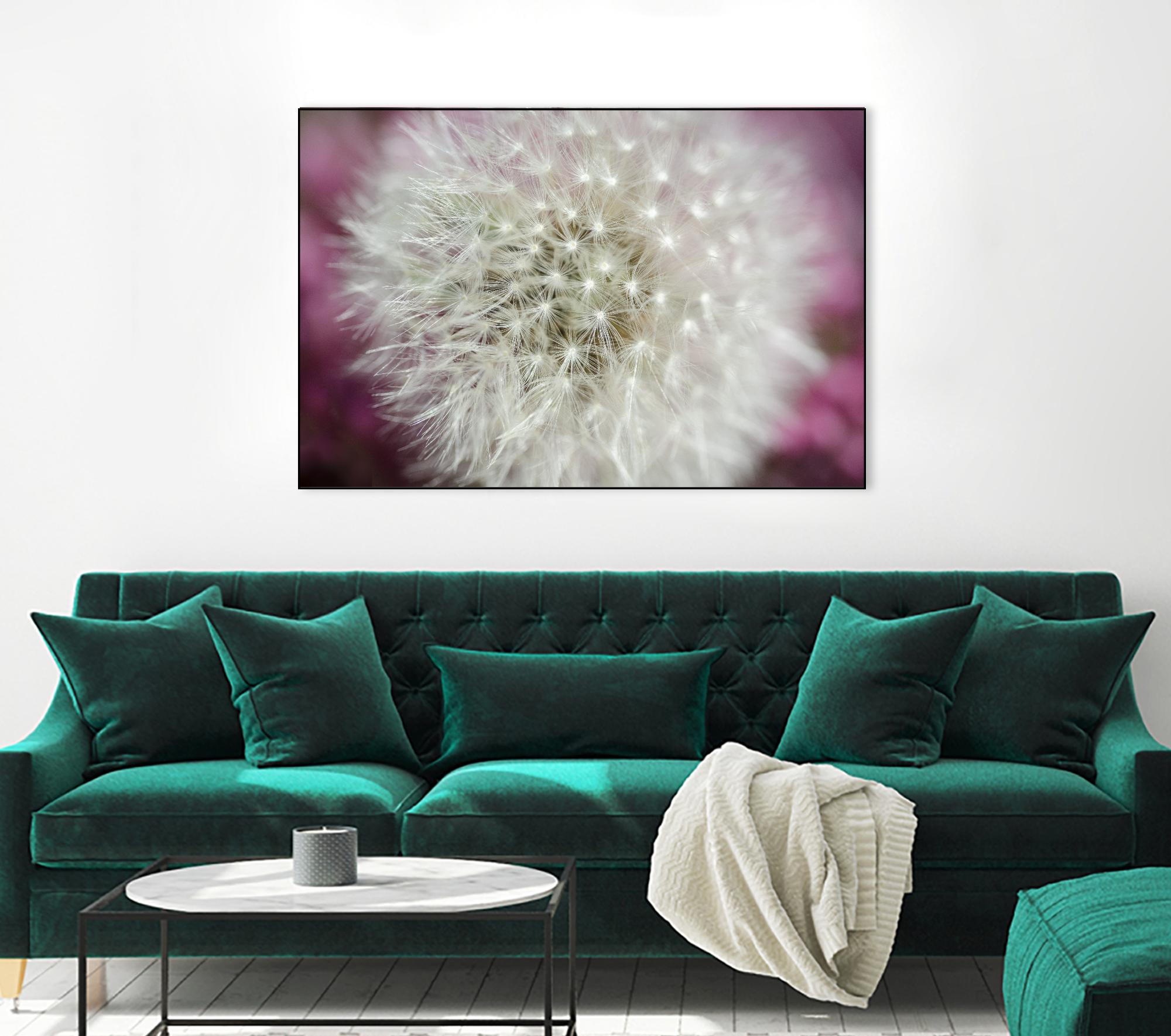 Dandelion on a rose by Nick Jackson on GIANT ART - pink photo art
