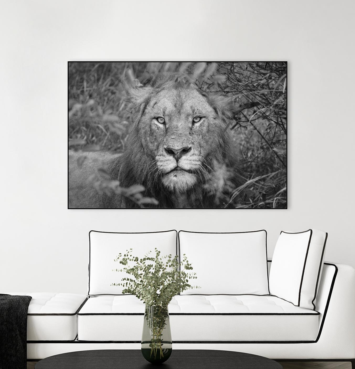 Into the eyes of the lion by Nick Jackson on GIANT ART - white animals