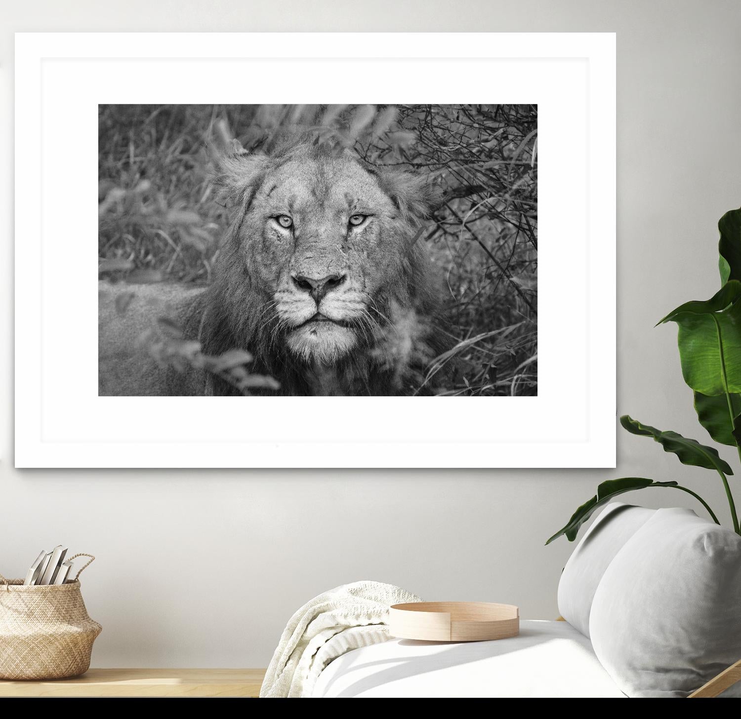 Into the eyes of the lion by Nick Jackson on GIANT ART - white animals