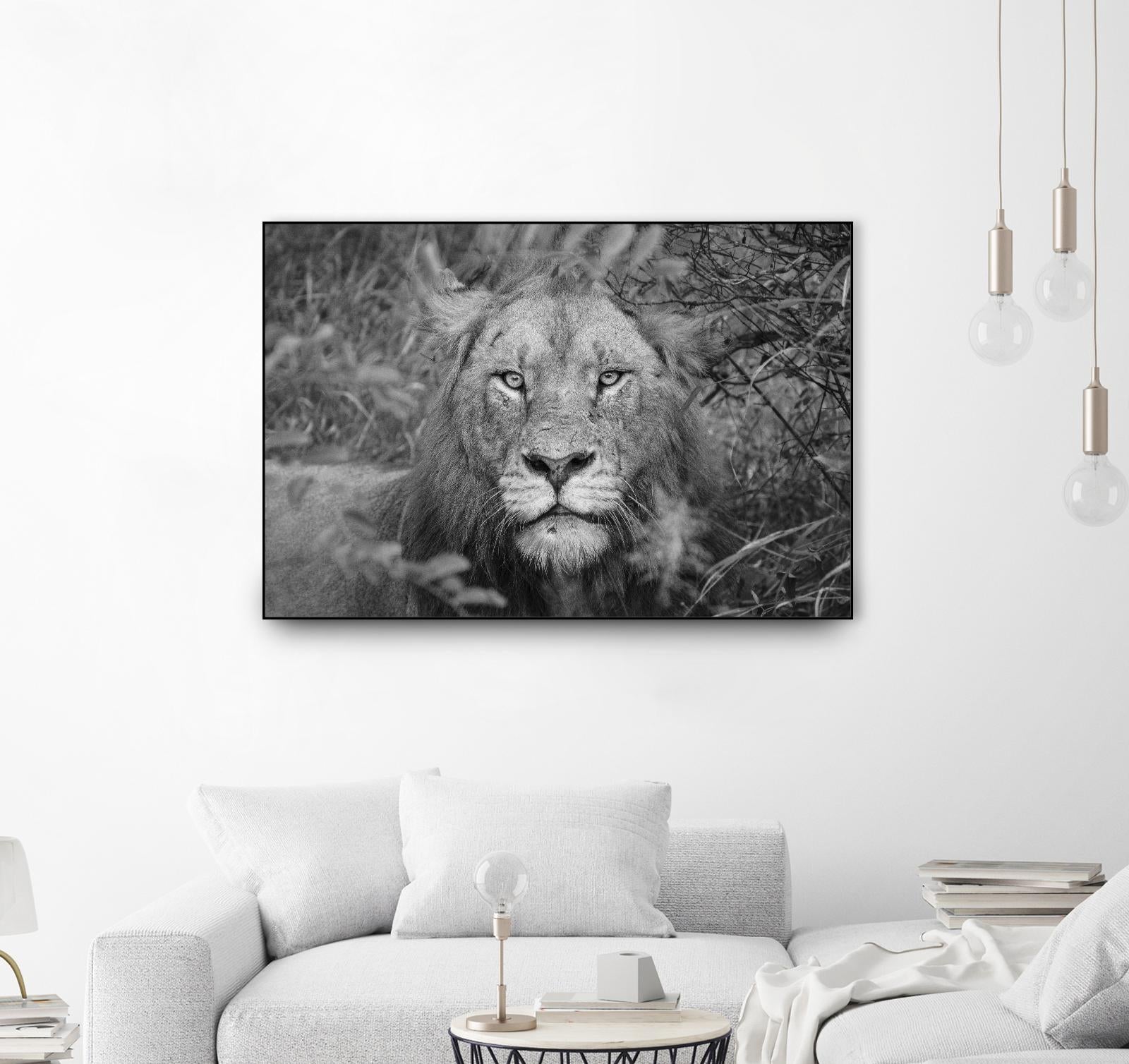 Into the eyes of the lion by Nick Jackson on GIANT ART - white animals