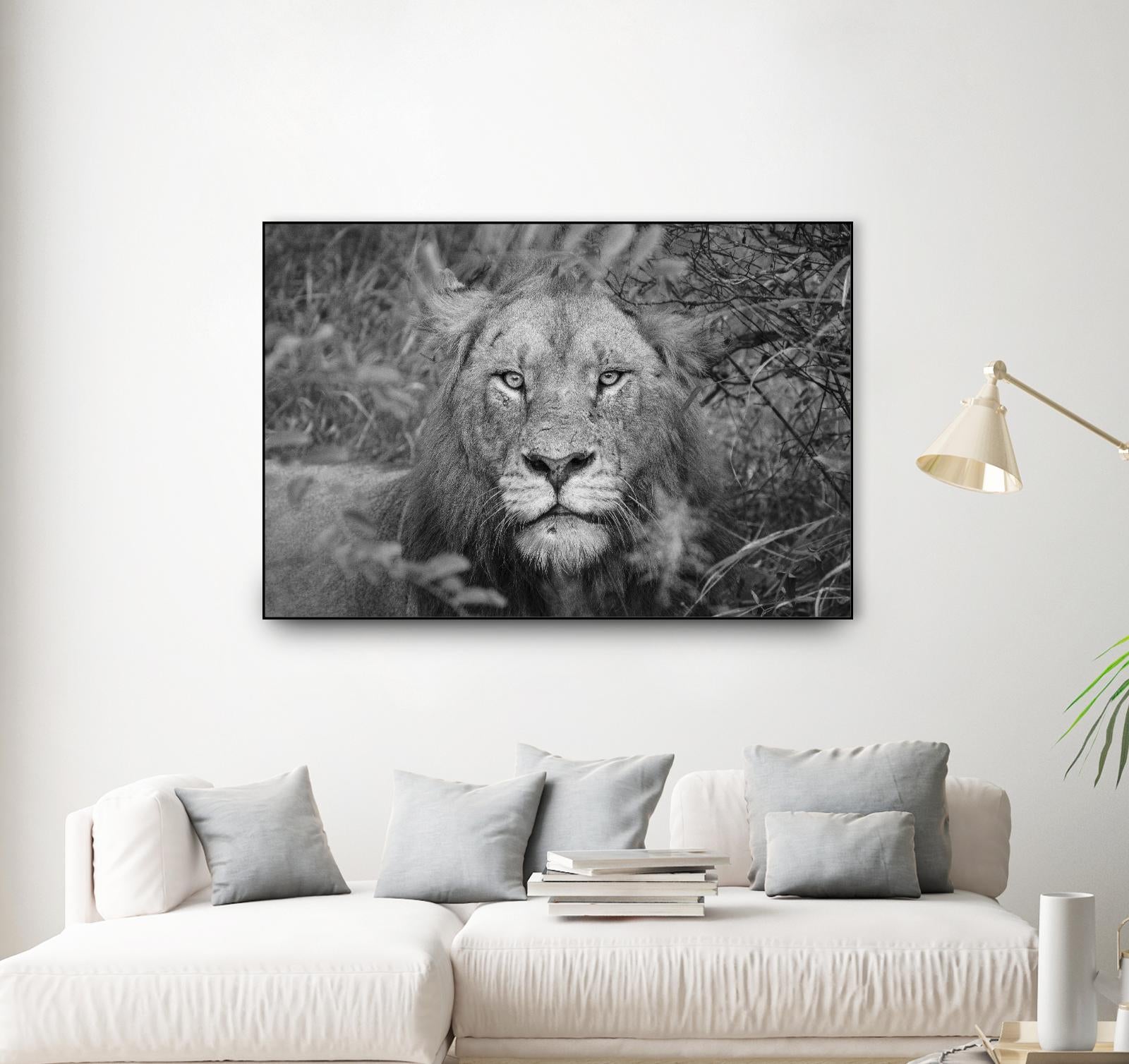 Into the eyes of the lion by Nick Jackson on GIANT ART - white animals