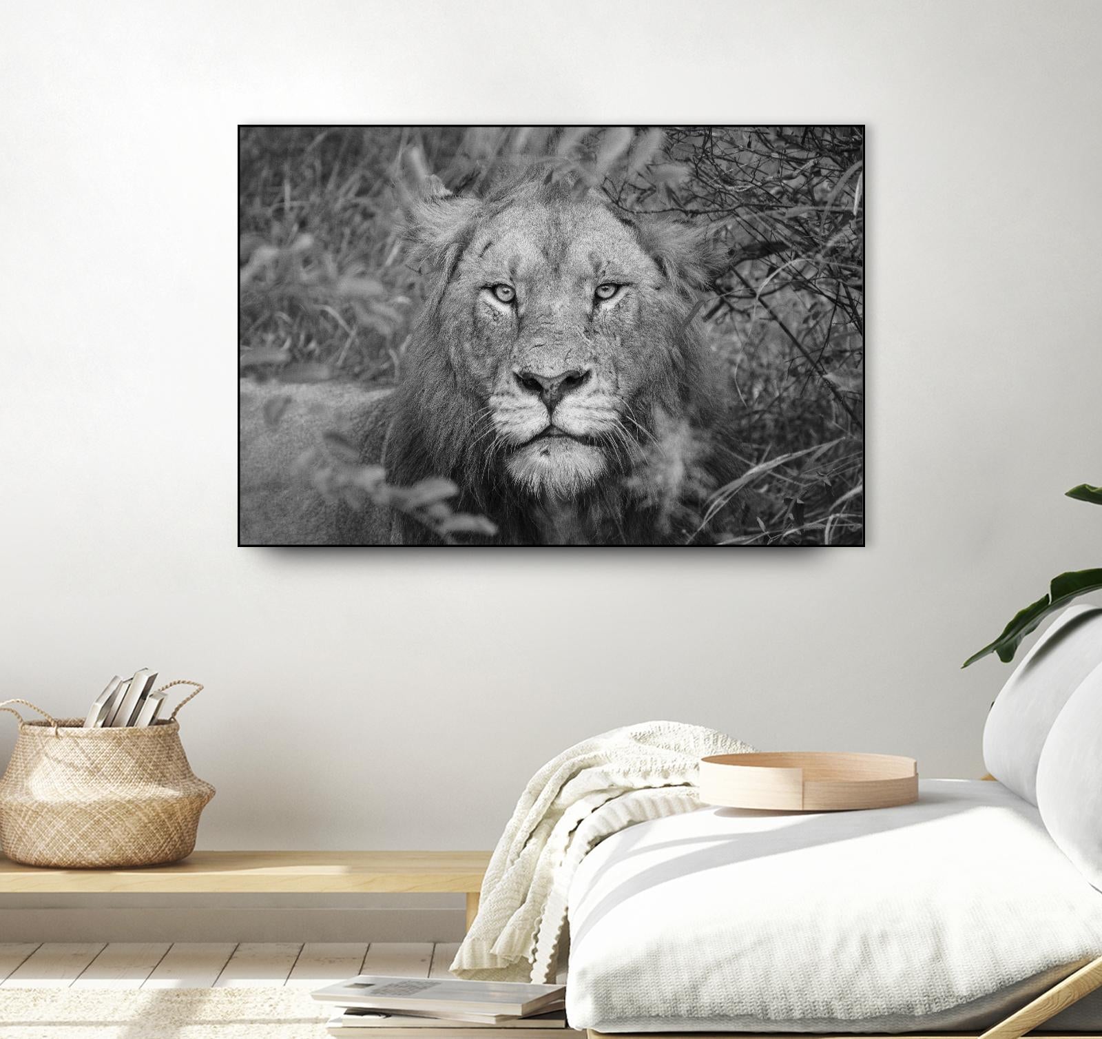 Into the eyes of the lion by Nick Jackson on GIANT ART - white animals