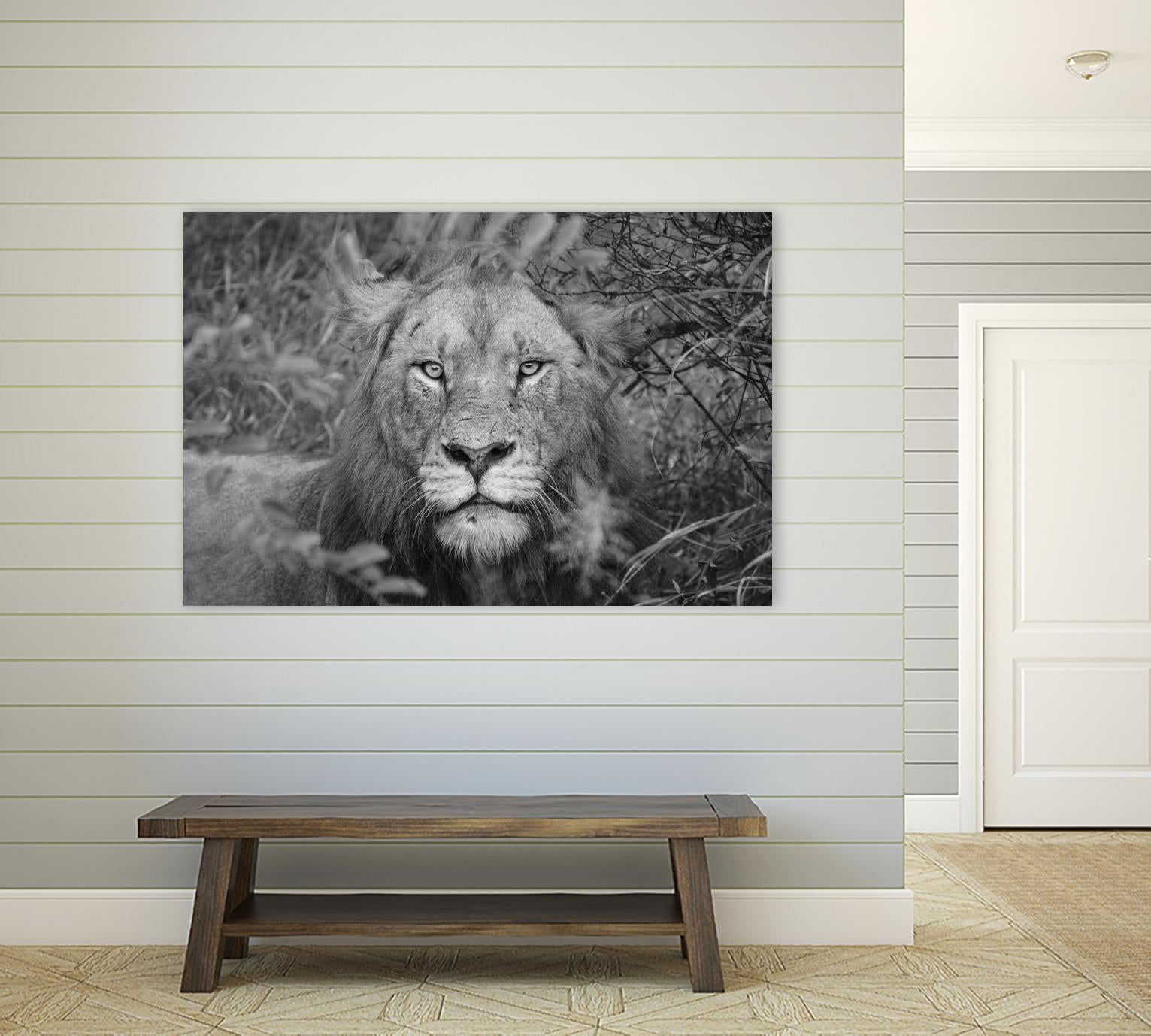 Into the eyes of the lion by Nick Jackson on GIANT ART - white animals
