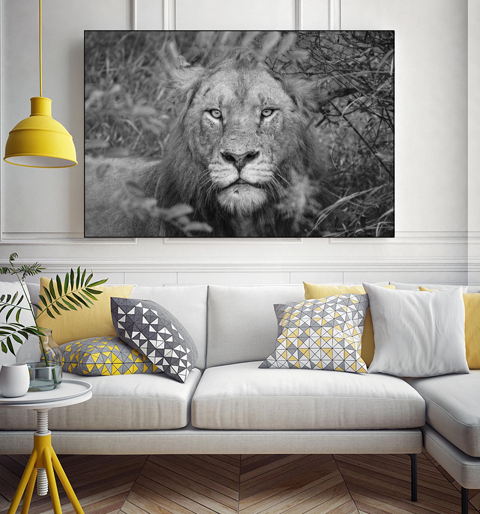 Into the eyes of the lion by Nick Jackson on GIANT ART - white animals
