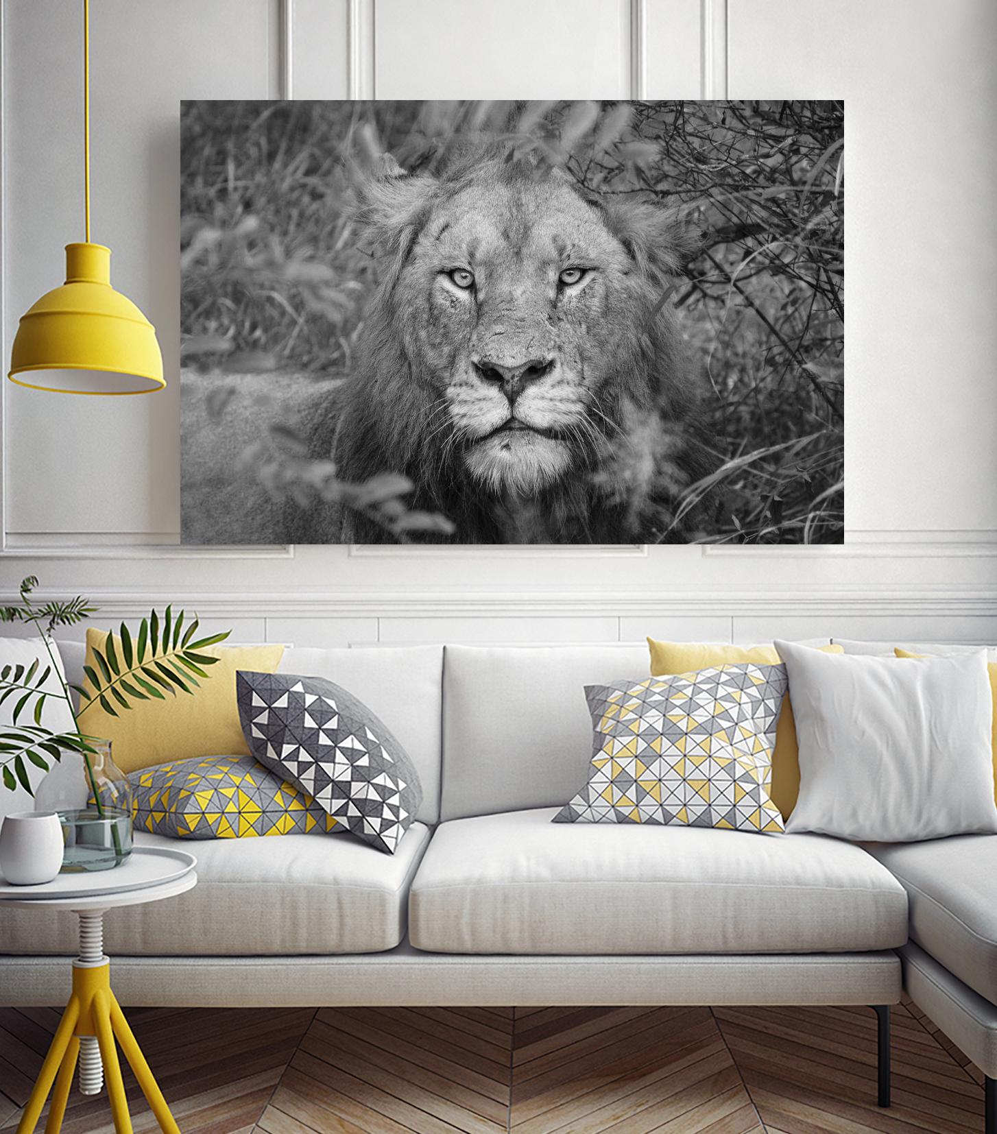 Into the eyes of the lion by Nick Jackson on GIANT ART - white animals
