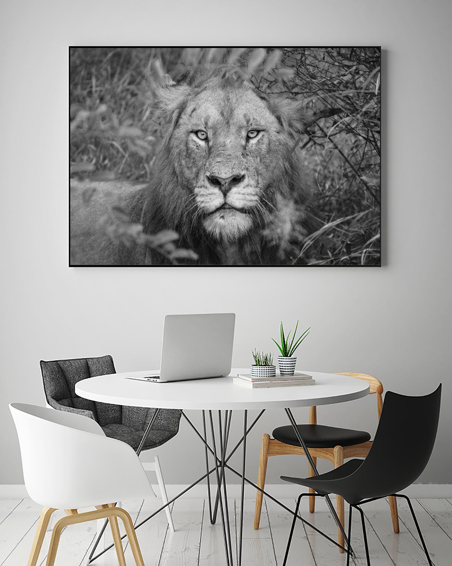 Into the eyes of the lion by Nick Jackson on GIANT ART - white animals
