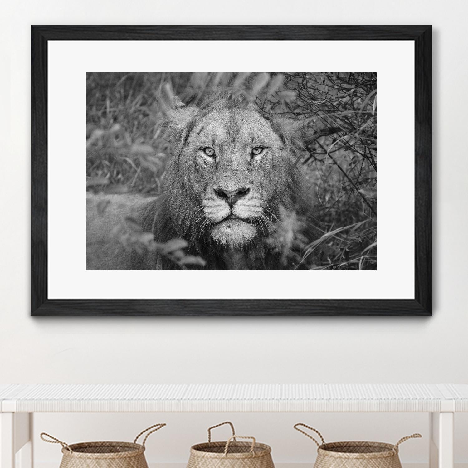 Into the eyes of the lion by Nick Jackson on GIANT ART - white animals