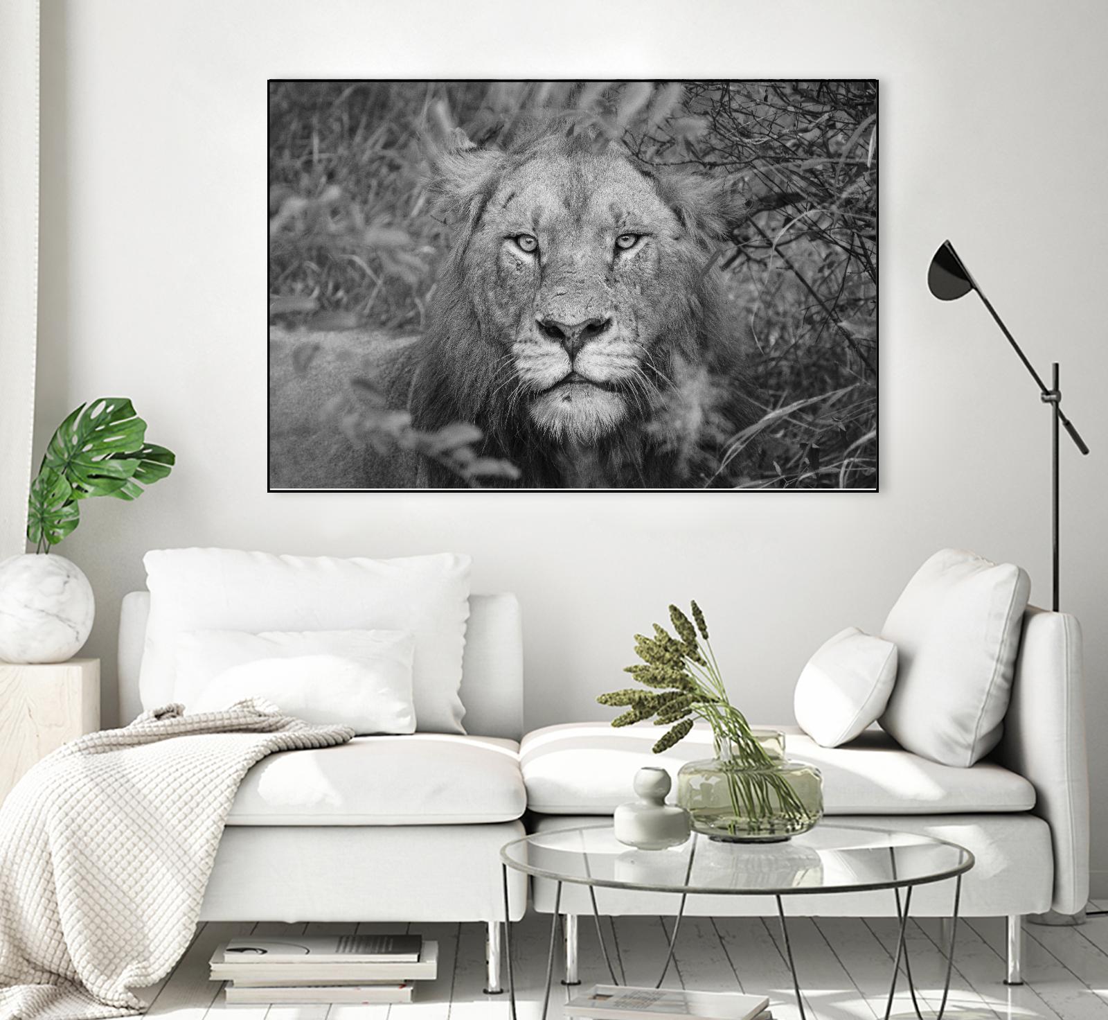 Into the eyes of the lion by Nick Jackson on GIANT ART - white animals