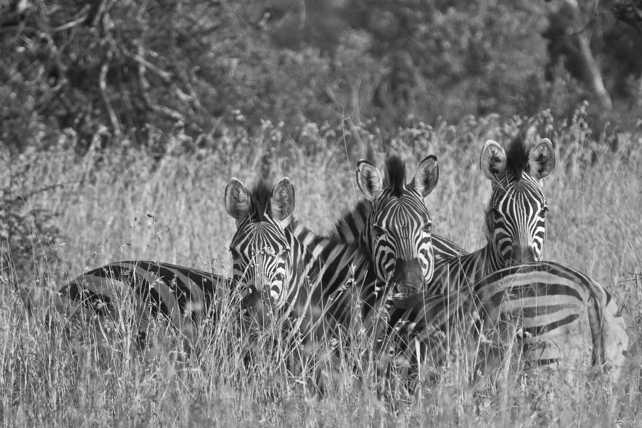 Safety in numbers by Nick Jackson on GIANT ART - white animals