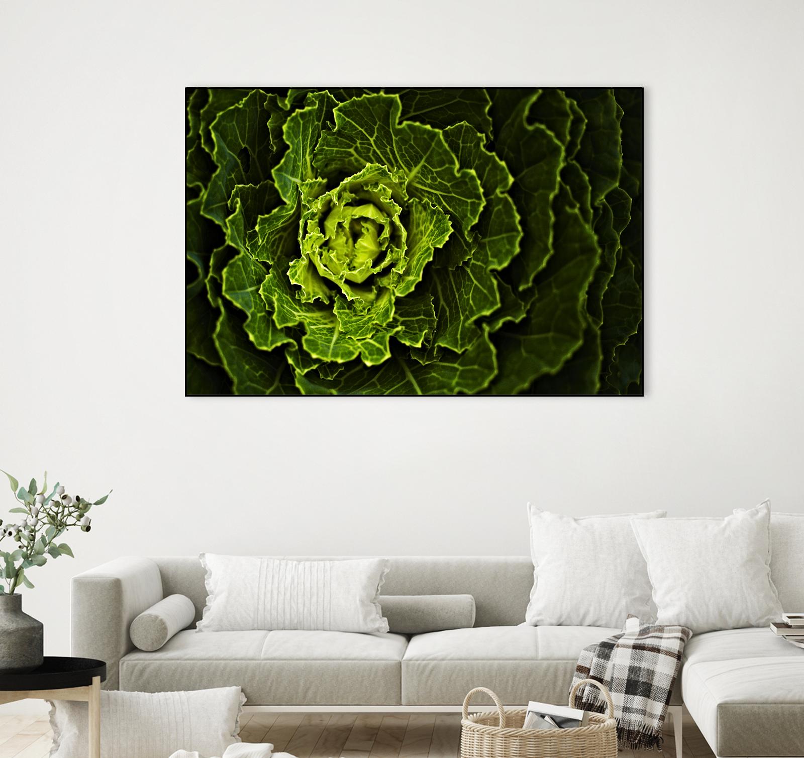 Cabbage I by Peter Morneau on GIANT ART - green photo art