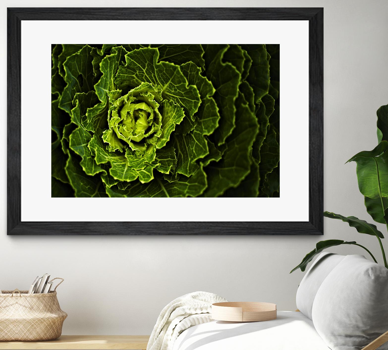 Cabbage I by Peter Morneau on GIANT ART - green photo art