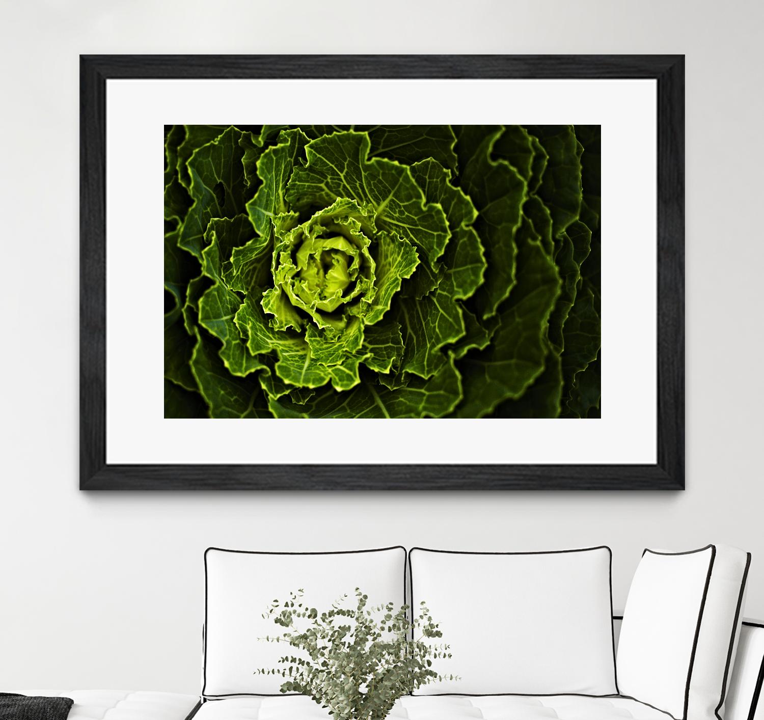 Cabbage I by Peter Morneau on GIANT ART - green photo art