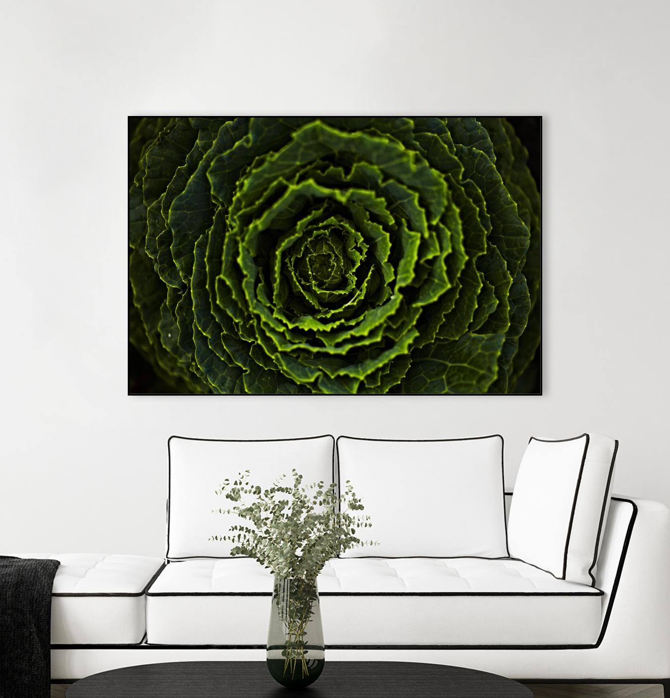 Cabbage II by Peter Morneau on GIANT ART - green photo art