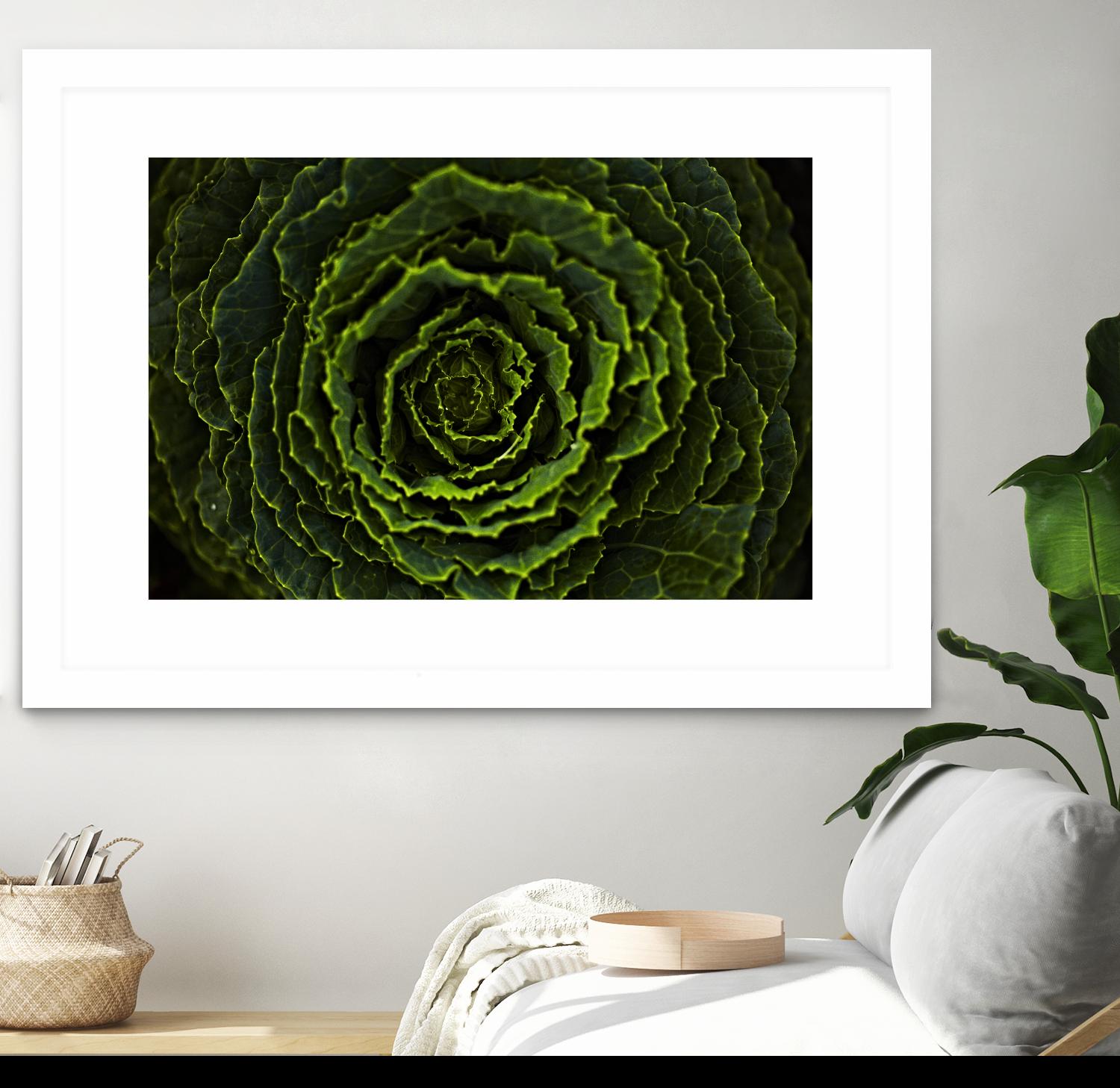 Cabbage II by Peter Morneau on GIANT ART - green photo art