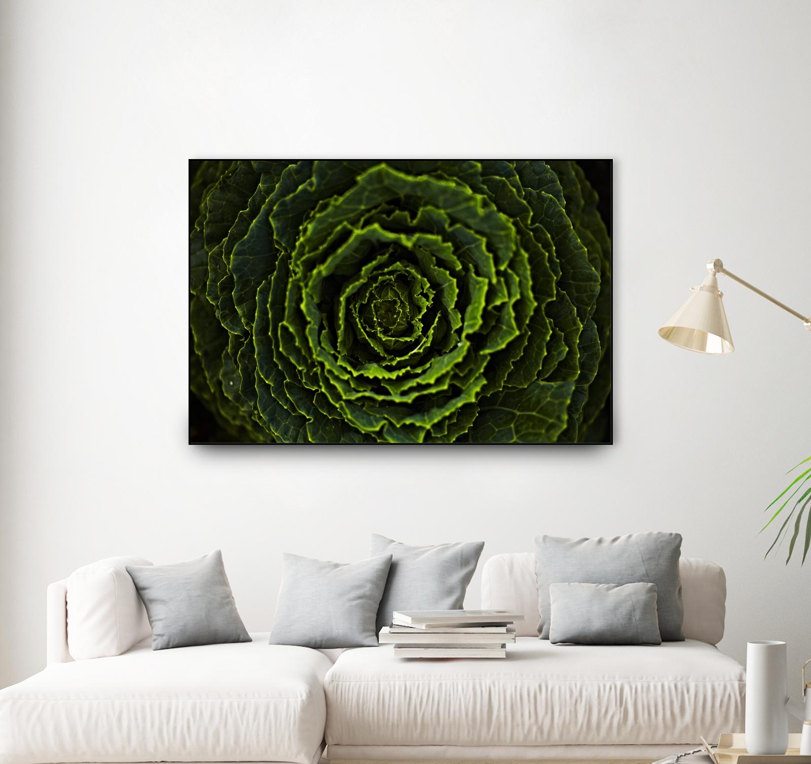 Cabbage II by Peter Morneau on GIANT ART - green photo art