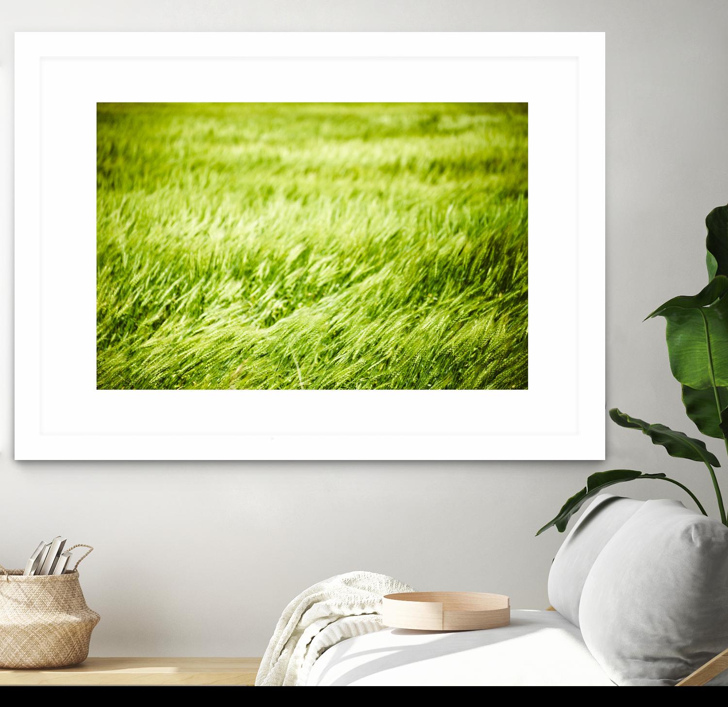 Grass I by Peter Morneau on GIANT ART - green photo art