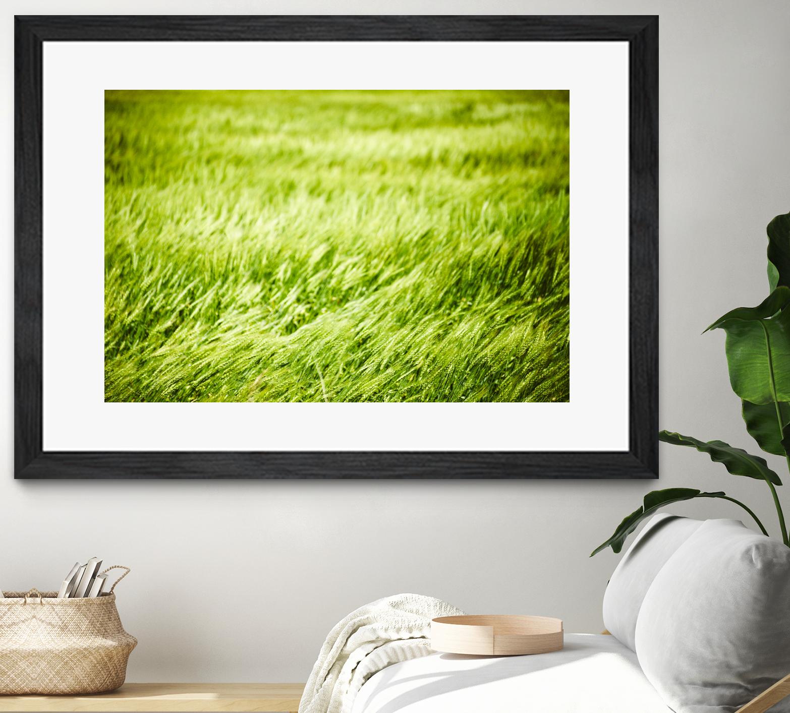 Grass I by Peter Morneau on GIANT ART - green photo art