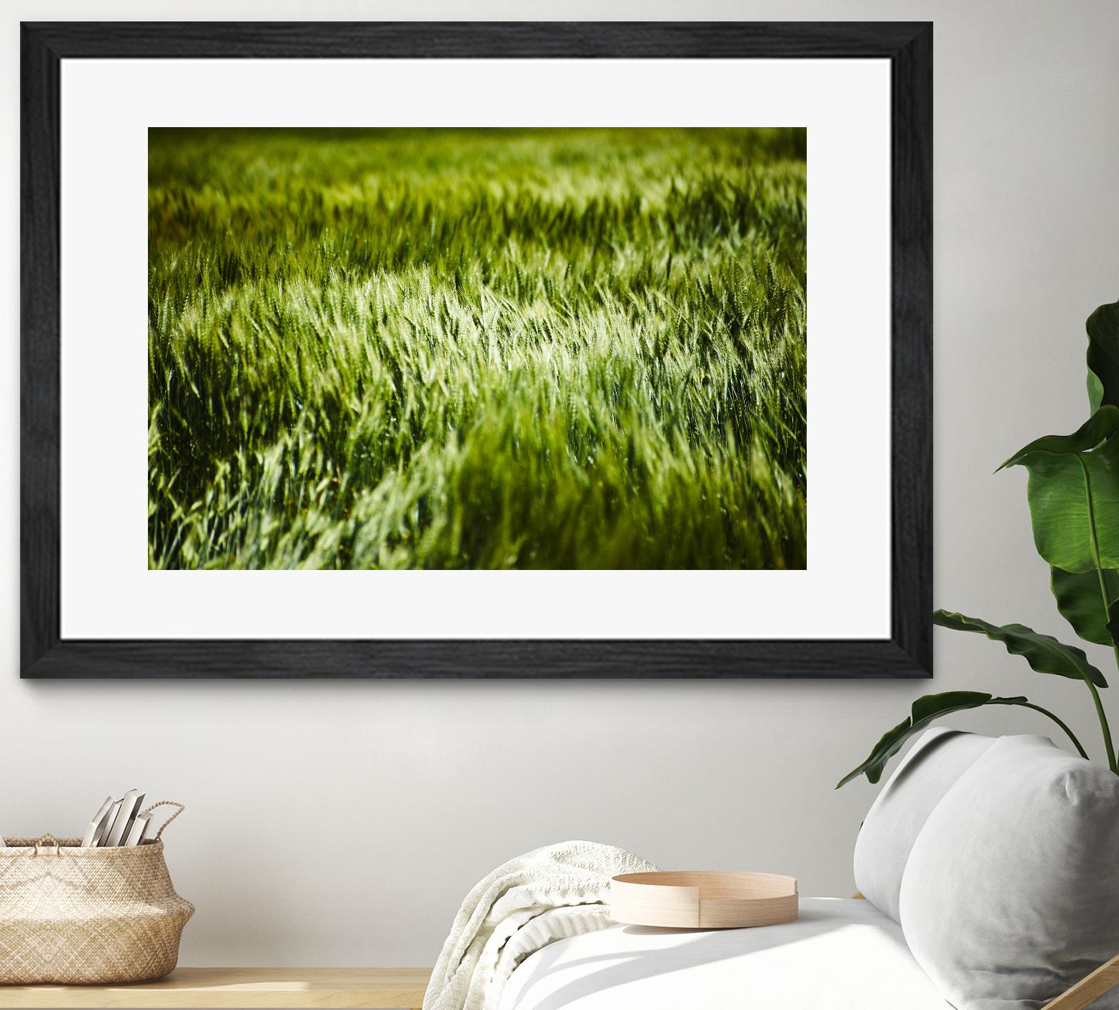 Grass IV by Peter Morneau on GIANT ART - green photo art