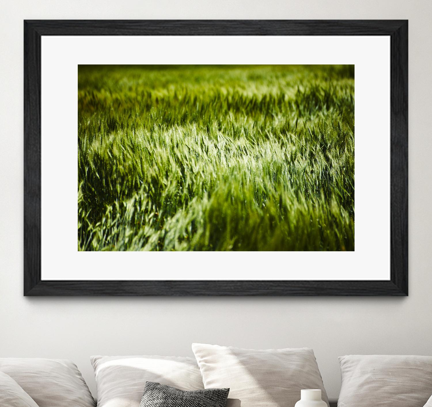 Grass IV by Peter Morneau on GIANT ART - green photo art