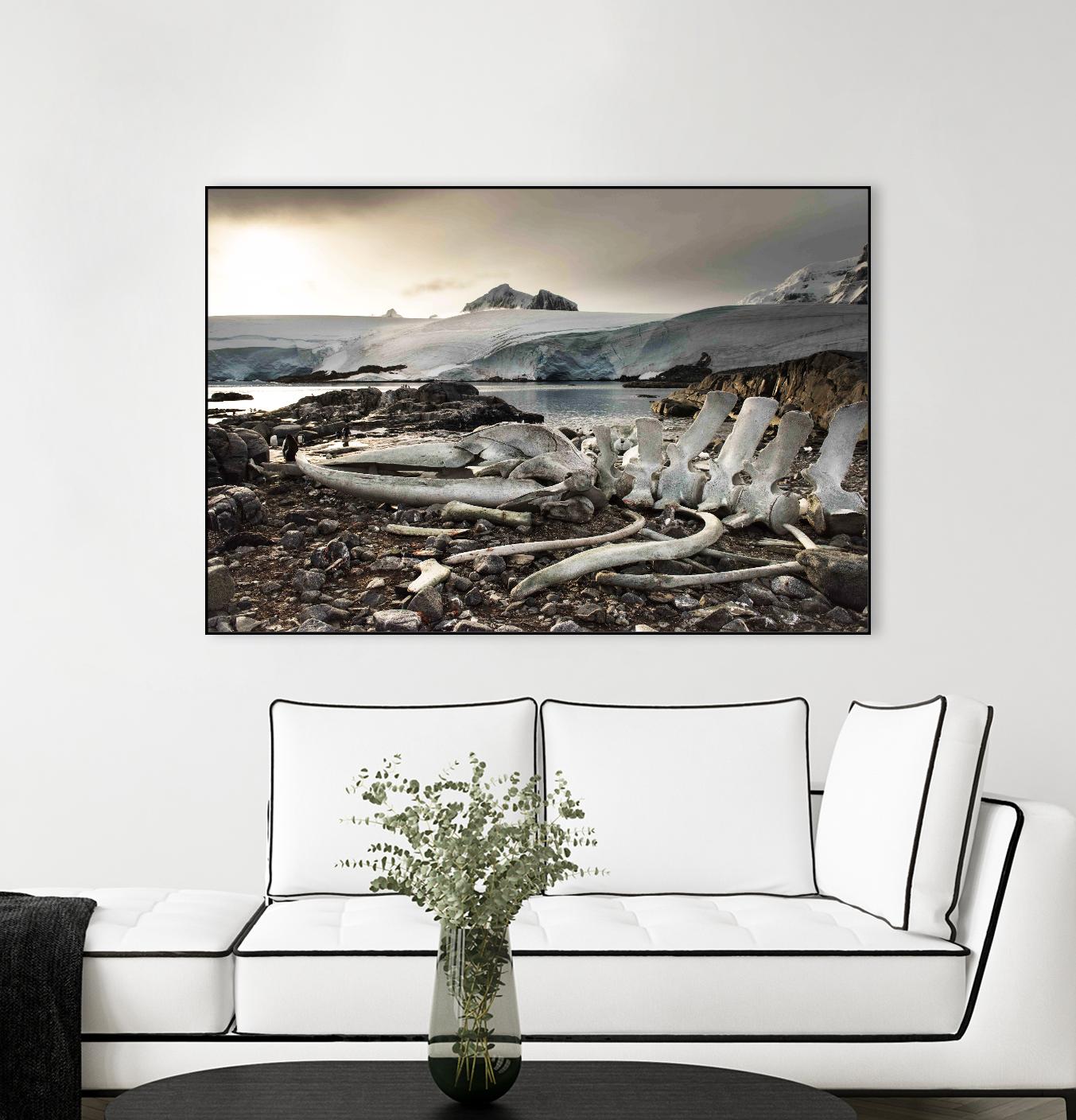 Whale skeleton at Jougla point, Antarctica by Nick Jackson on GIANT ART - grey photo art