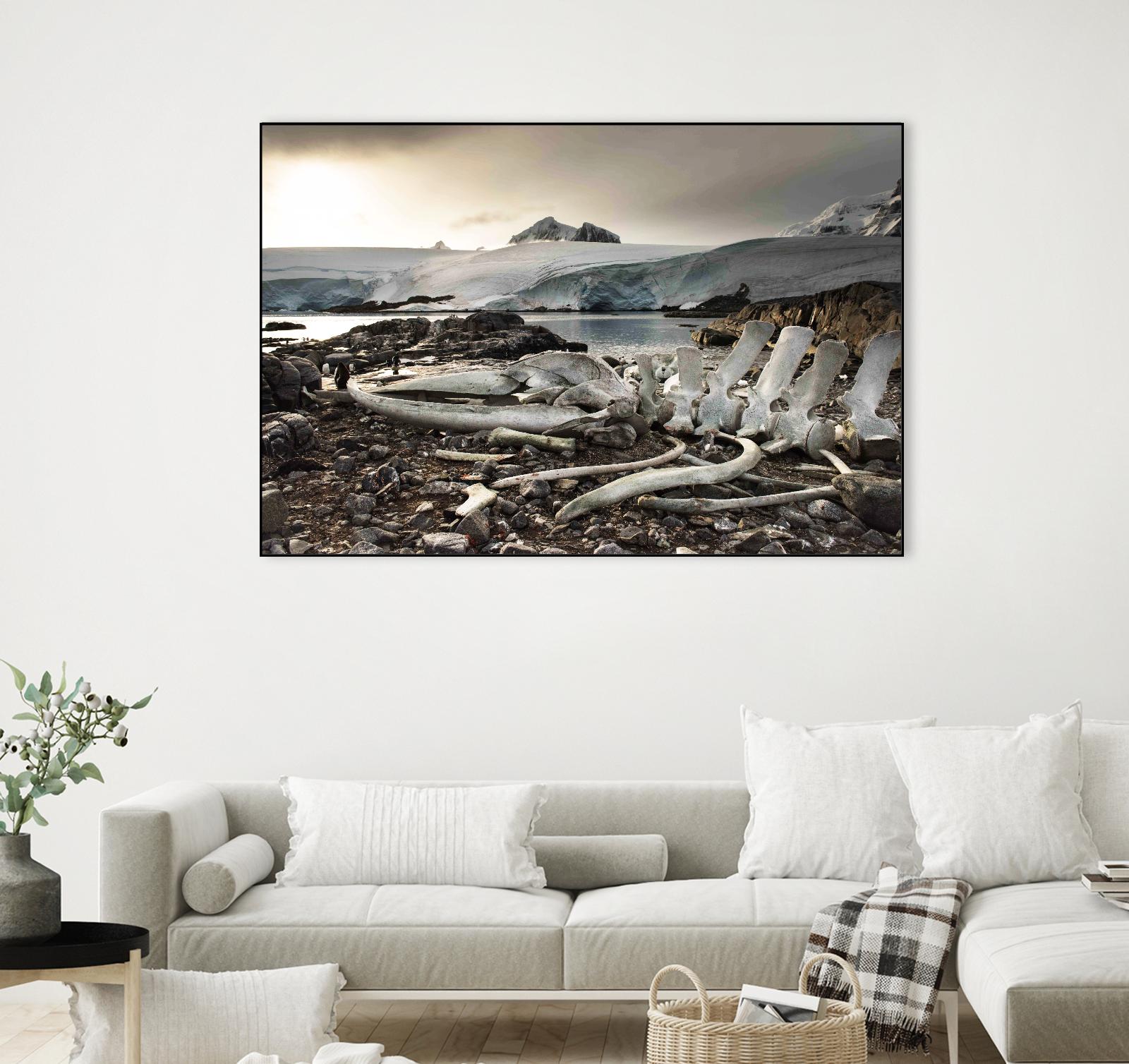 Whale skeleton at Jougla point, Antarctica by Nick Jackson on GIANT ART - grey photo art