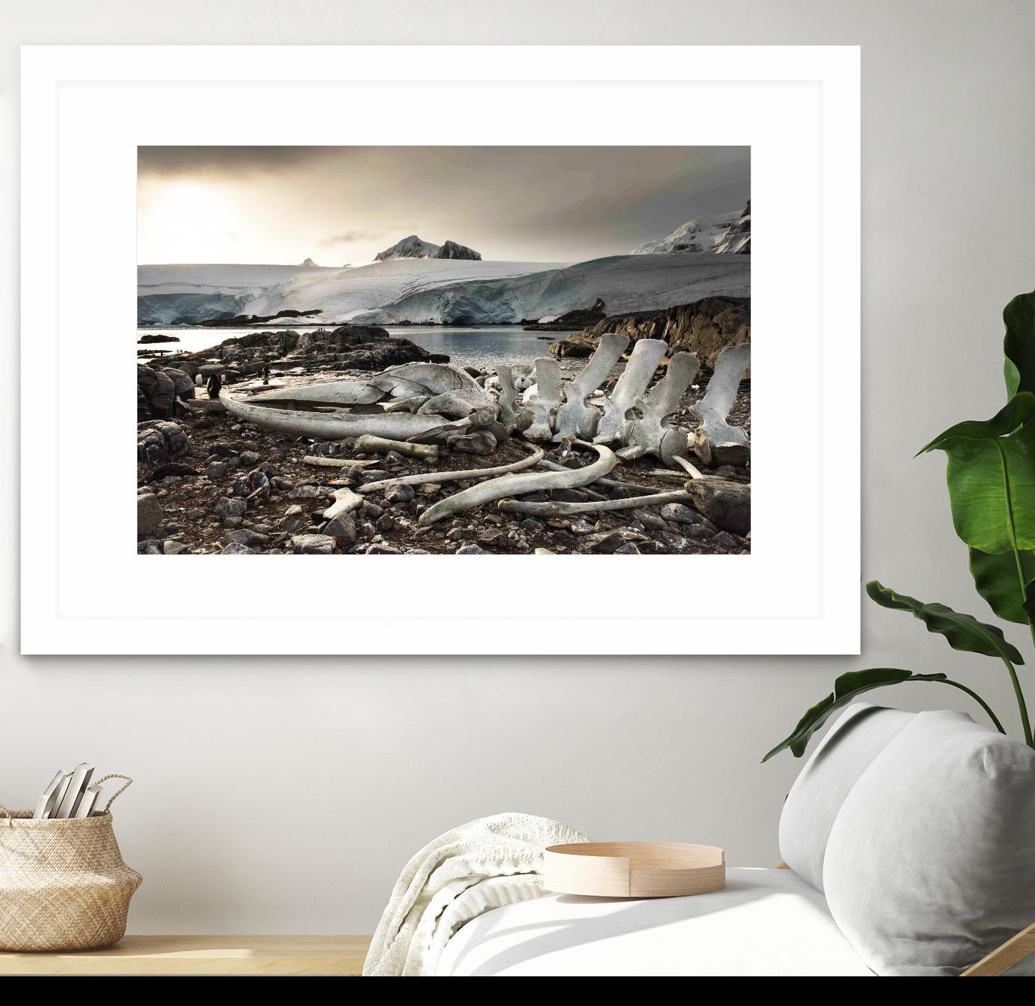 Whale skeleton at Jougla point, Antarctica by Nick Jackson on GIANT ART - grey photo art