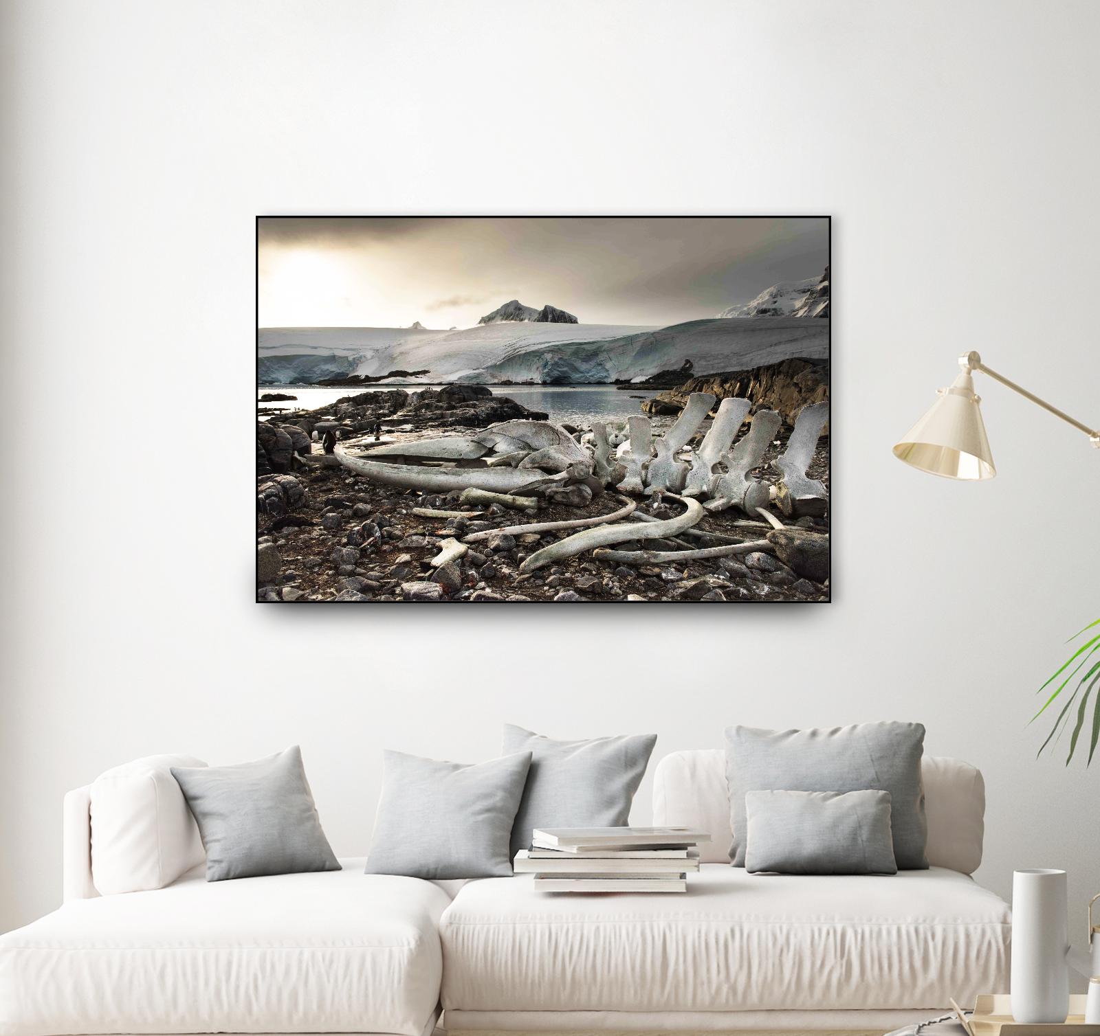 Whale skeleton at Jougla point, Antarctica by Nick Jackson on GIANT ART - grey photo art