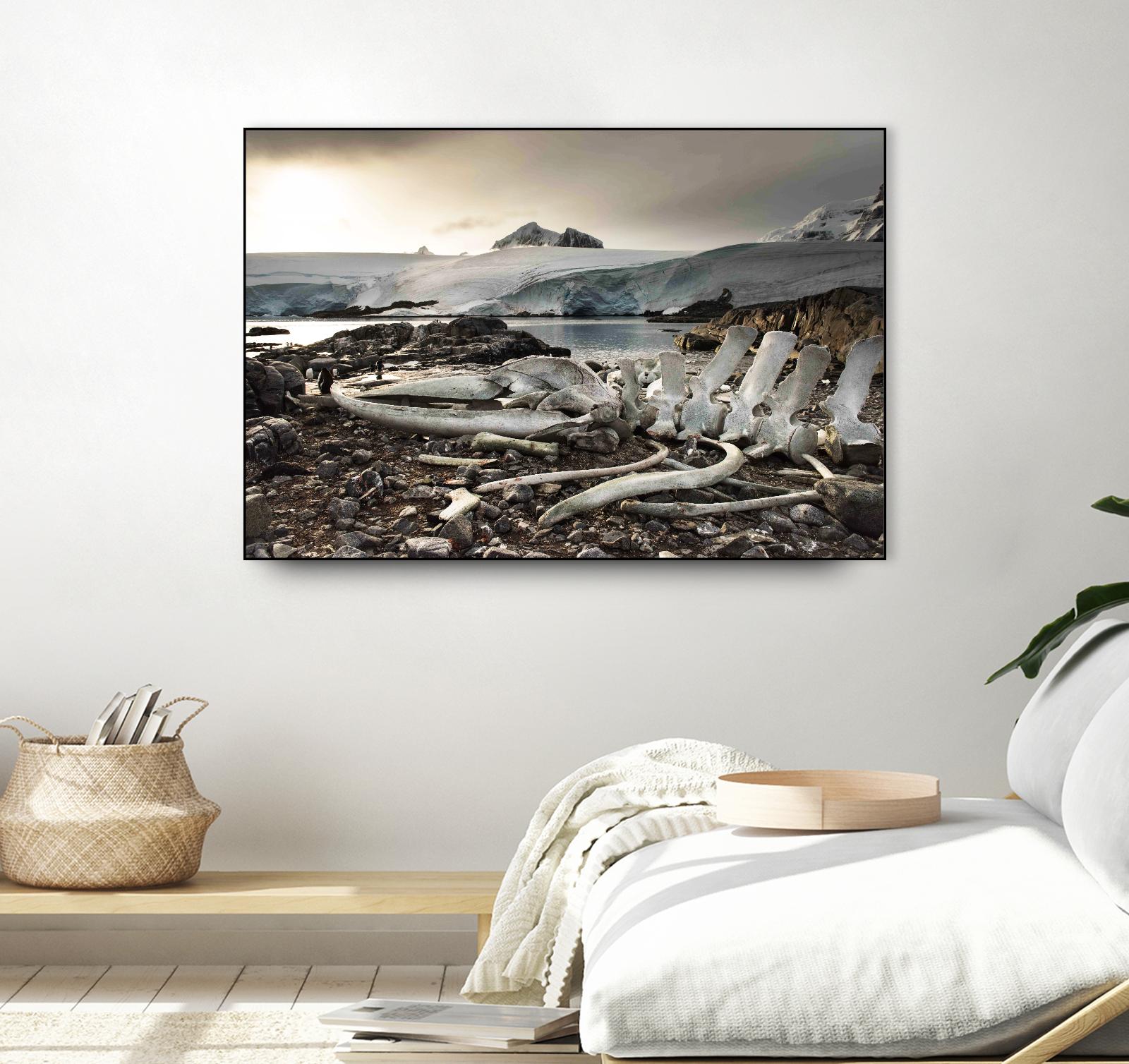 Whale skeleton at Jougla point, Antarctica by Nick Jackson on GIANT ART - grey photo art
