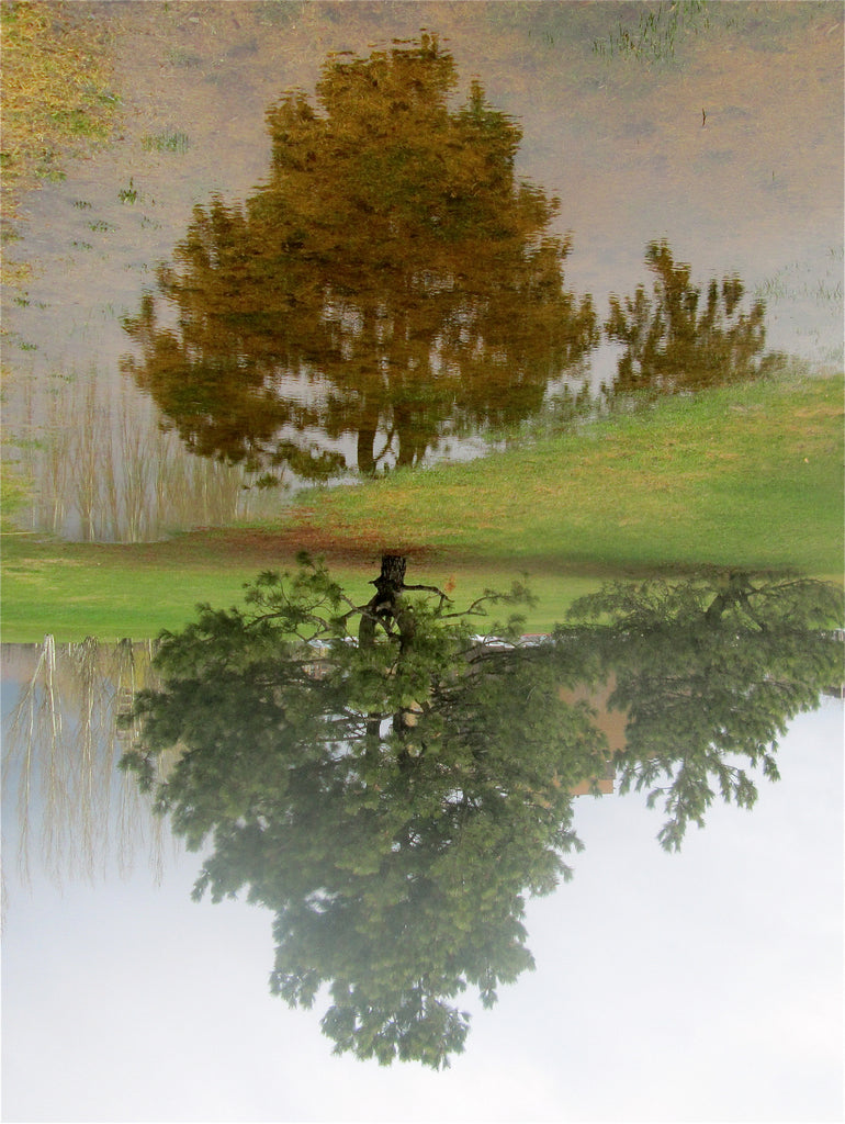 I look at life on both sides now by Pauline Aubut on GIANT ART - green botanical reflection