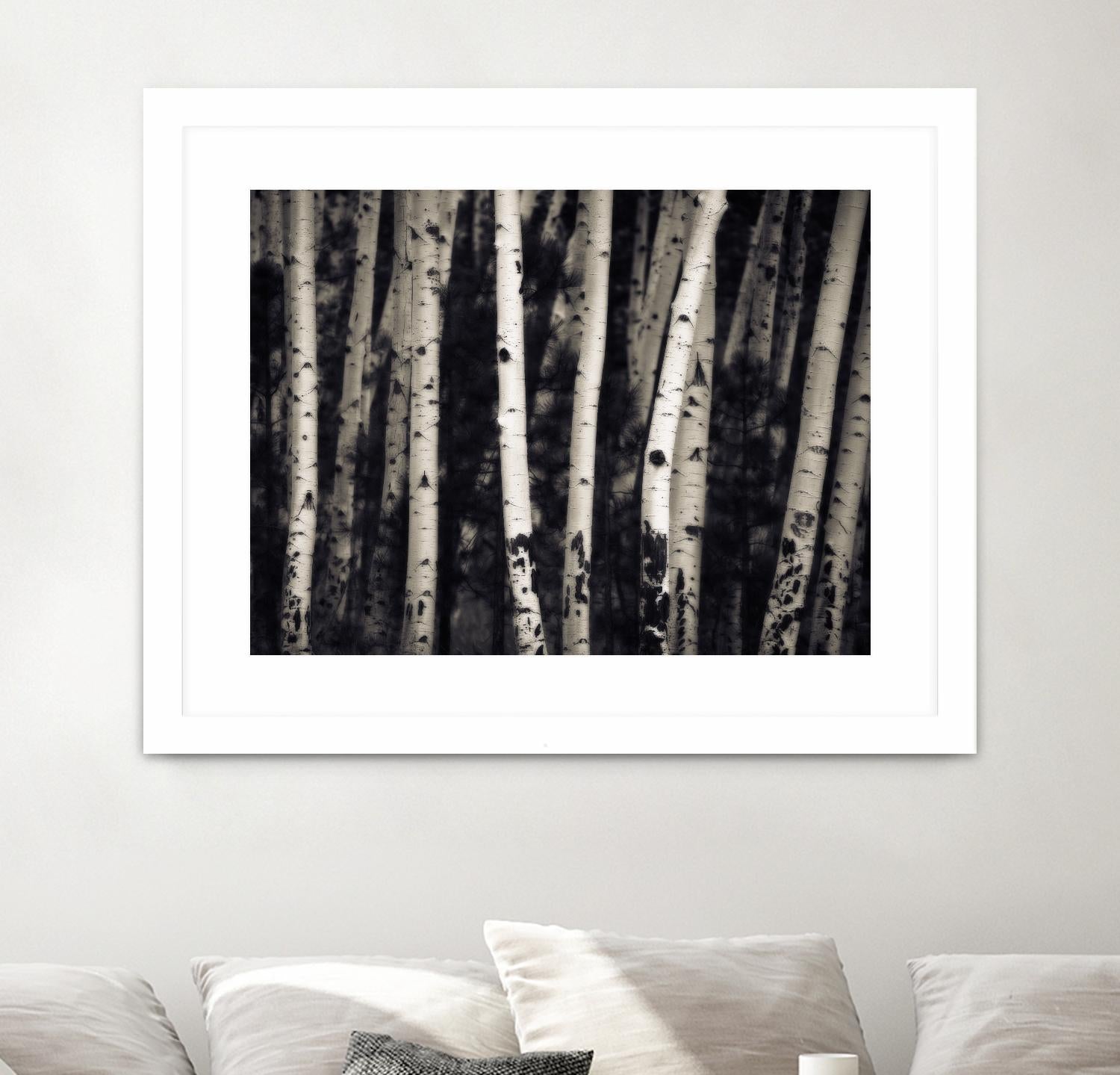 Birch Trees by Jamie Cook on GIANT ART - black landscape