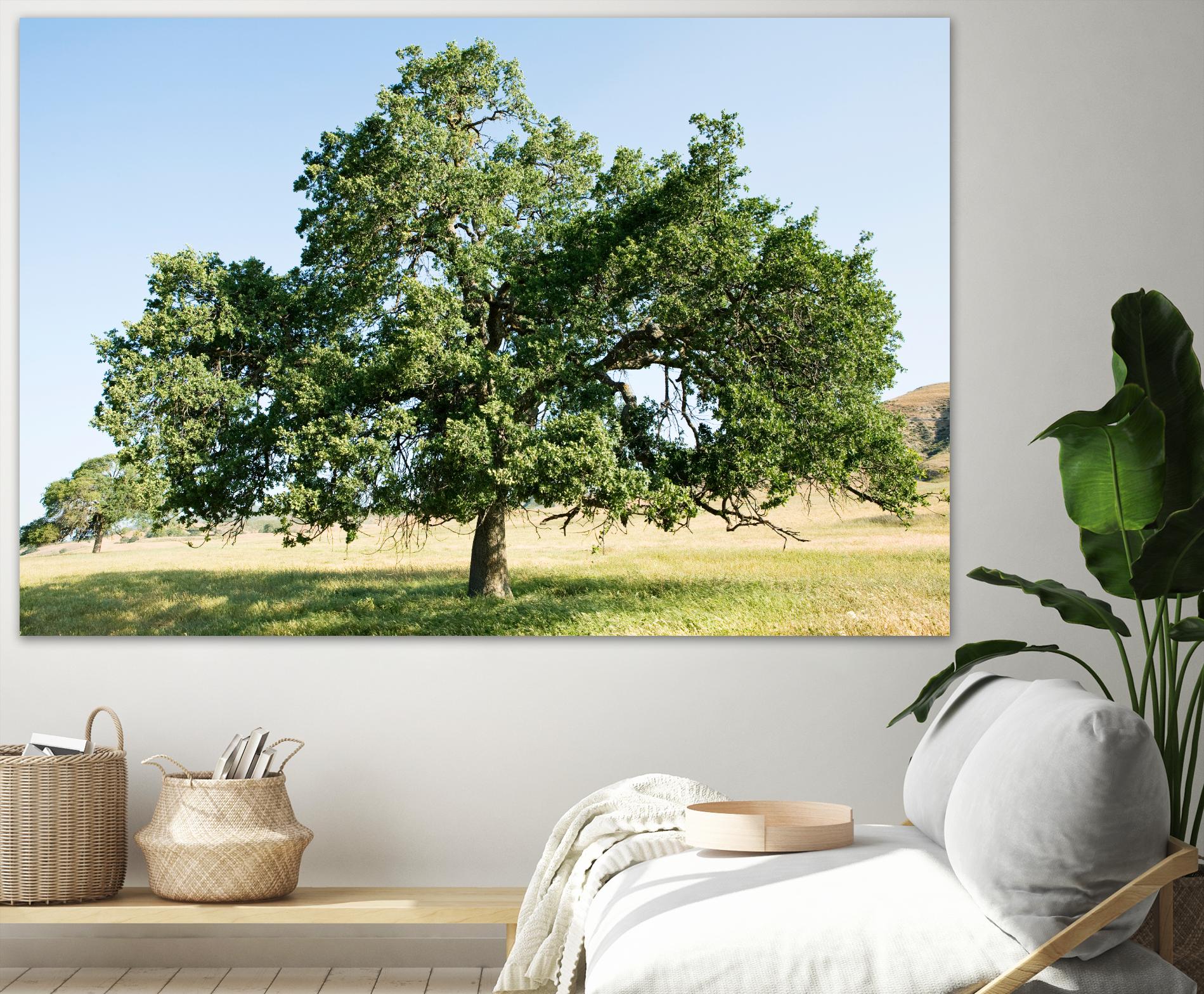 Strength by Acer Images on GIANT ART - blue trees