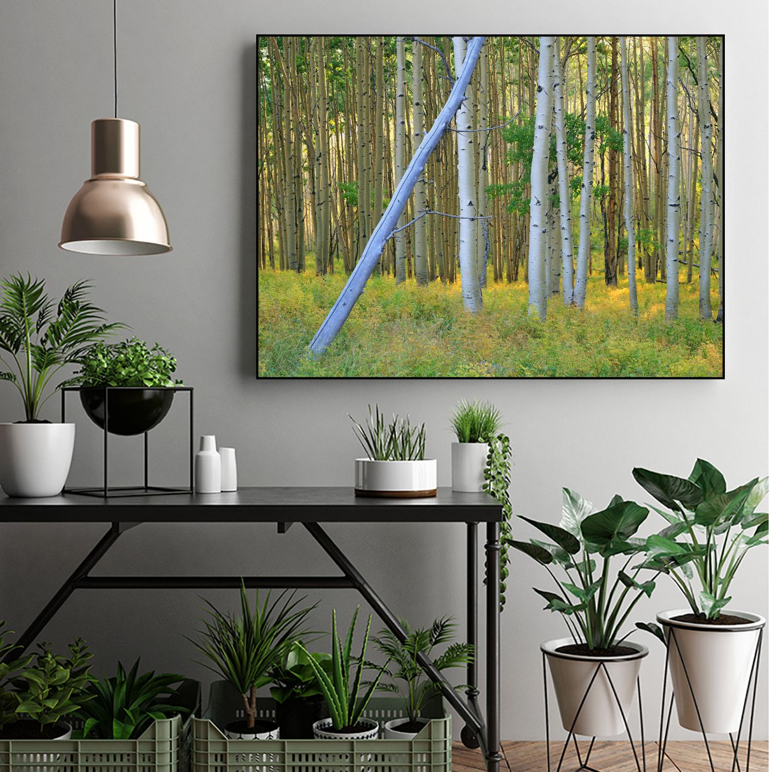 Aspen 2 by Robert Hansen on GIANT ART - white landscape