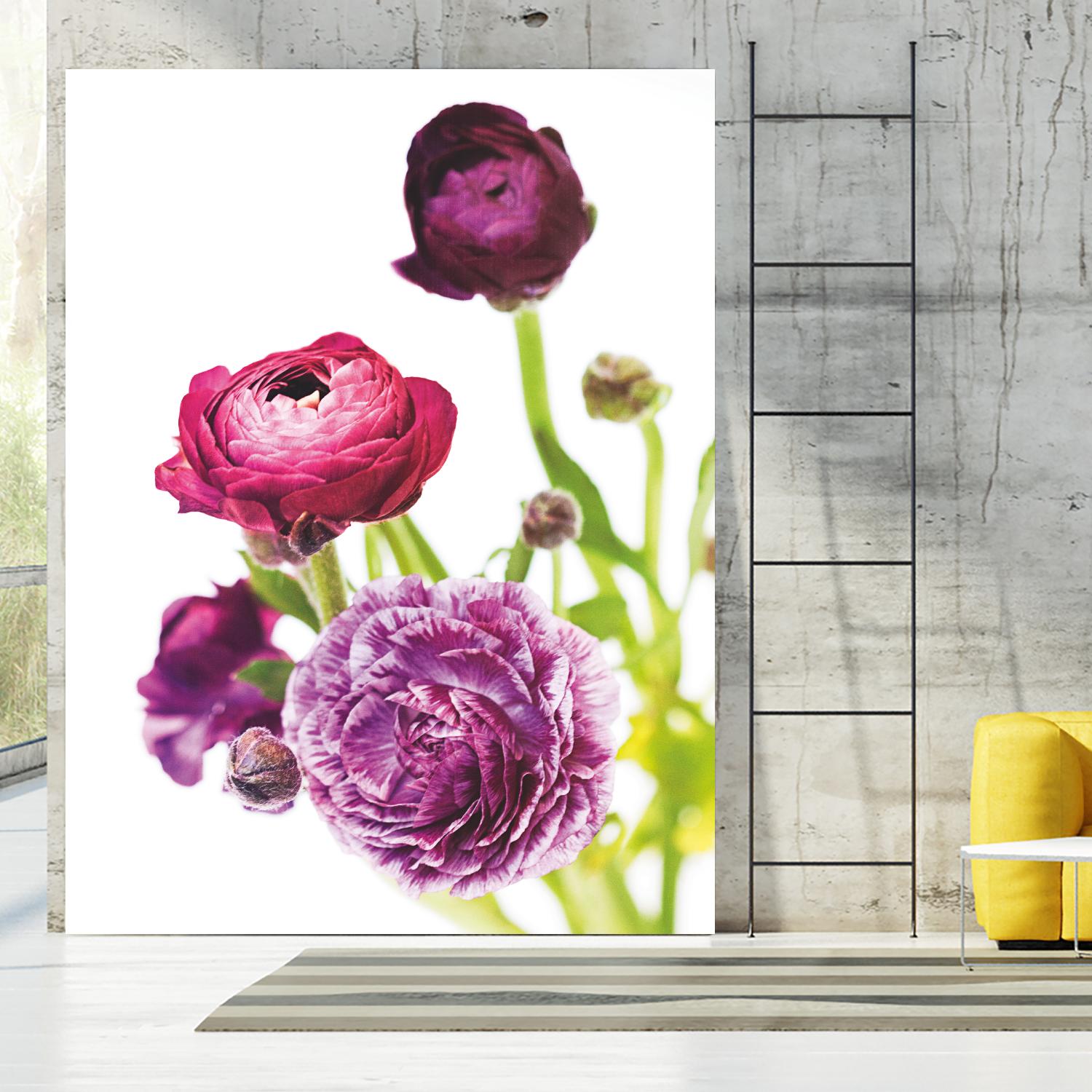Spring Ranunculus VI by Laura Marshall on GIANT ART - green floral