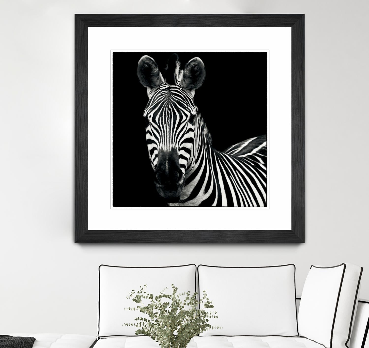 Zebra II by Debra Van Swearingen on GIANT ART - white animals