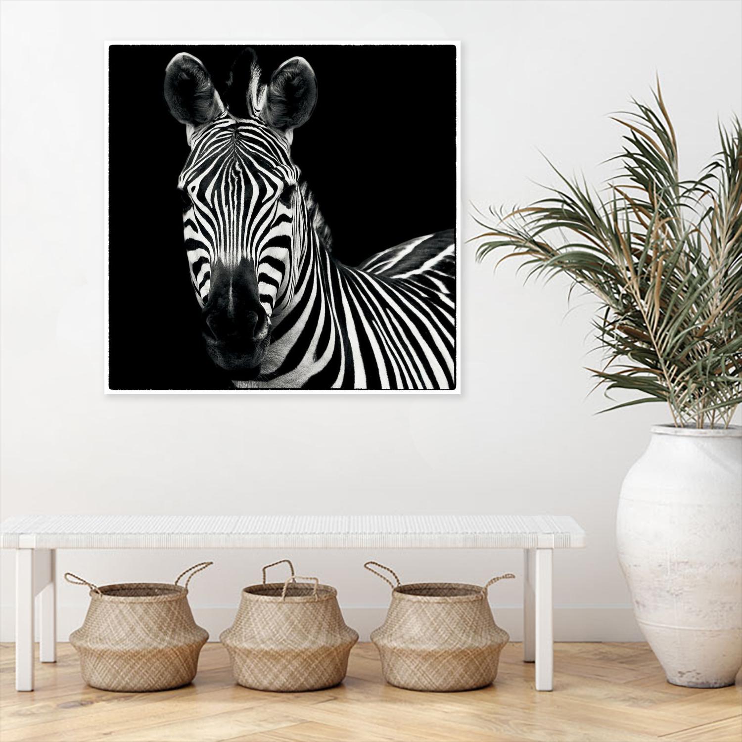 Zebra II by Debra Van Swearingen on GIANT ART - white animals
