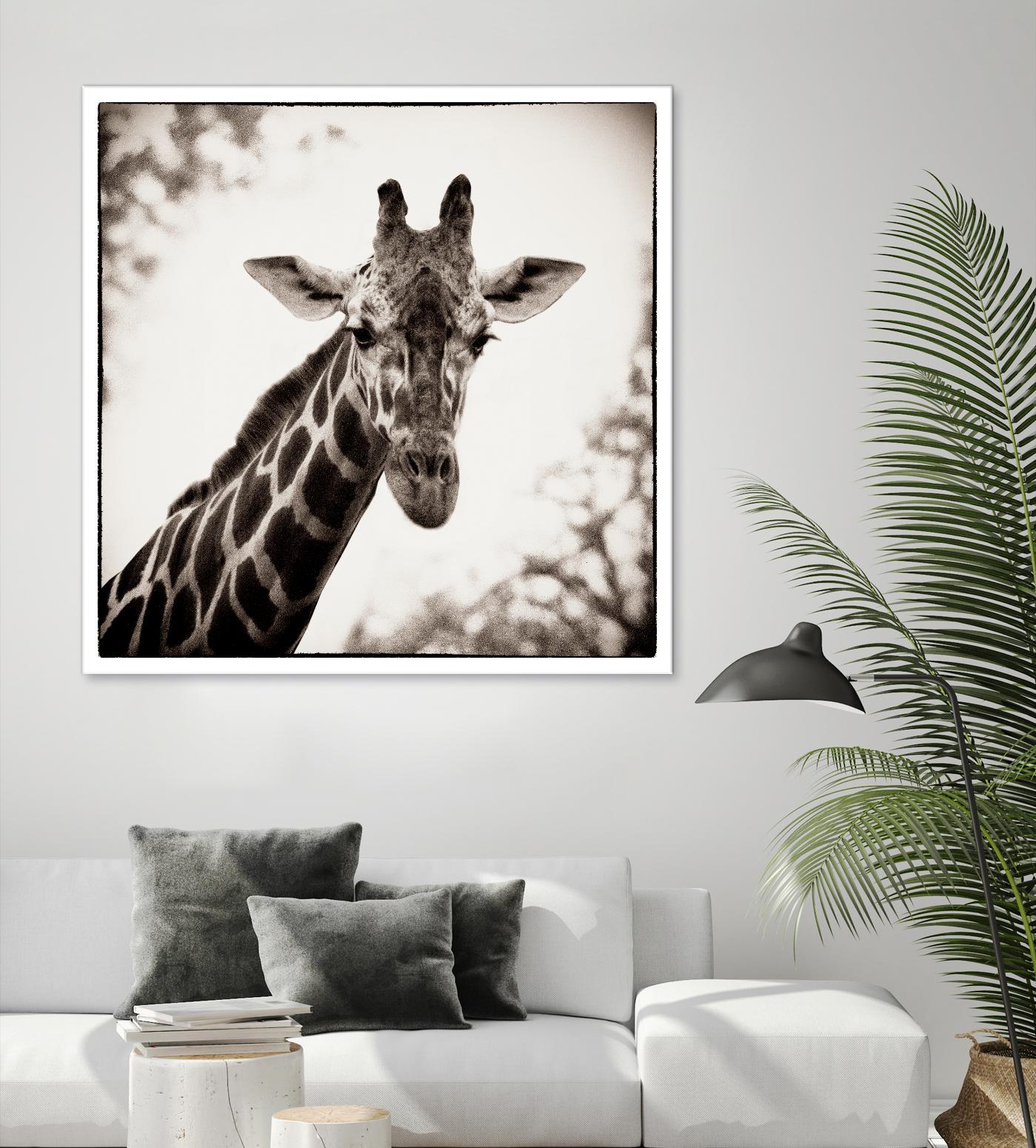 Giraffe I by Debra Van Swearingen on GIANT ART - grey animals