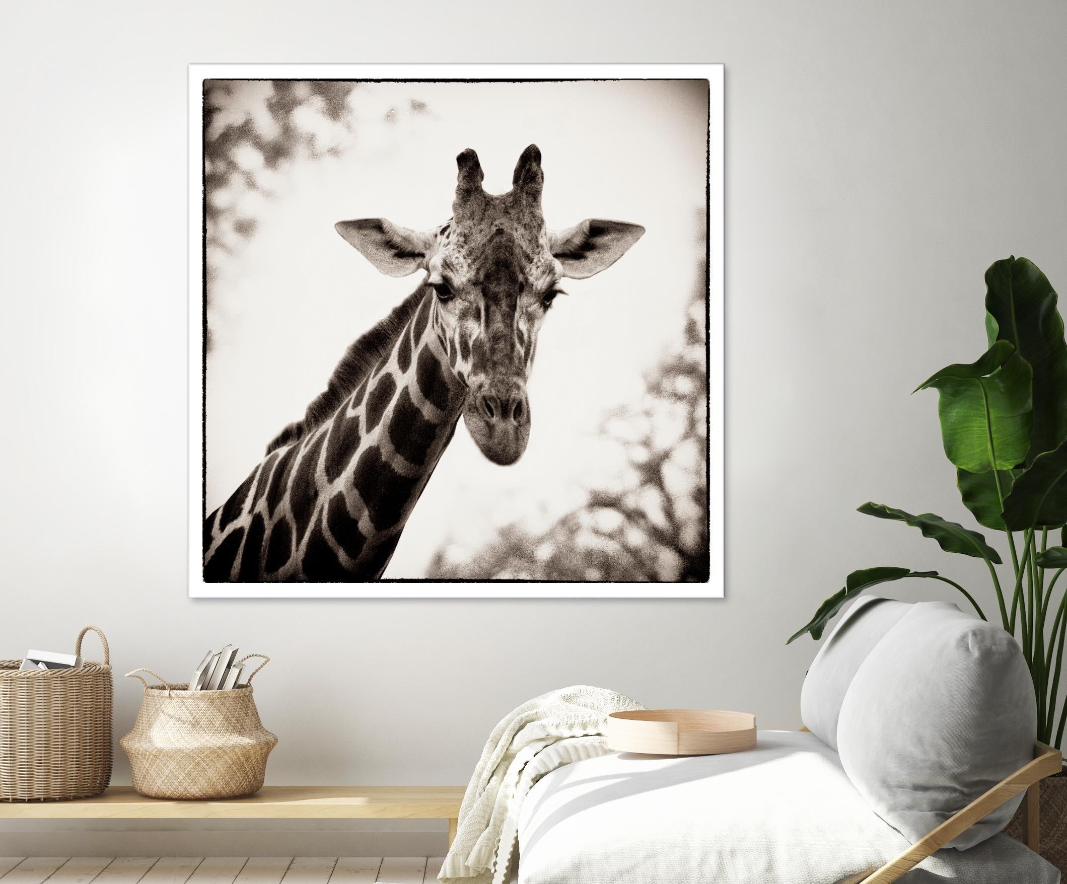 Giraffe I by Debra Van Swearingen on GIANT ART - grey animals
