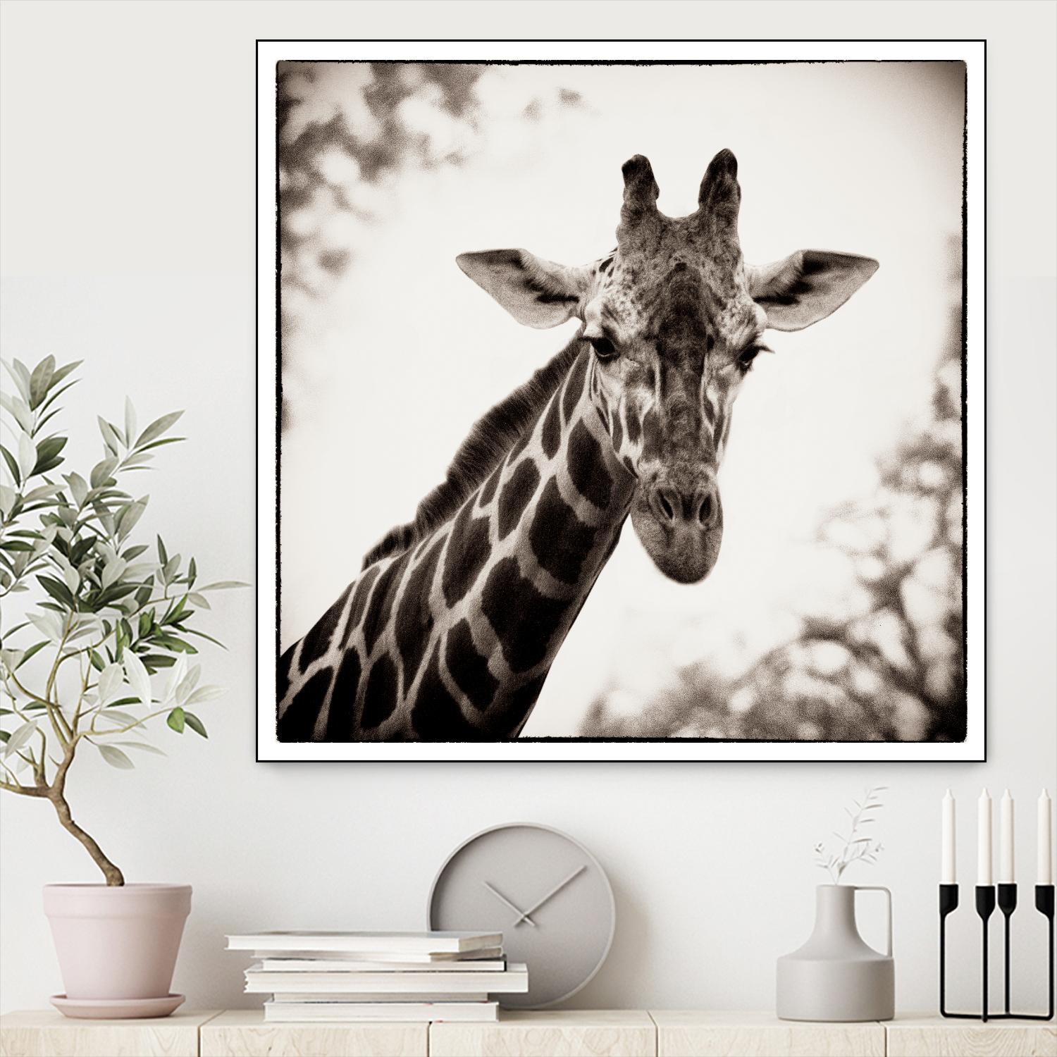 Giraffe I by Debra Van Swearingen on GIANT ART - grey animals