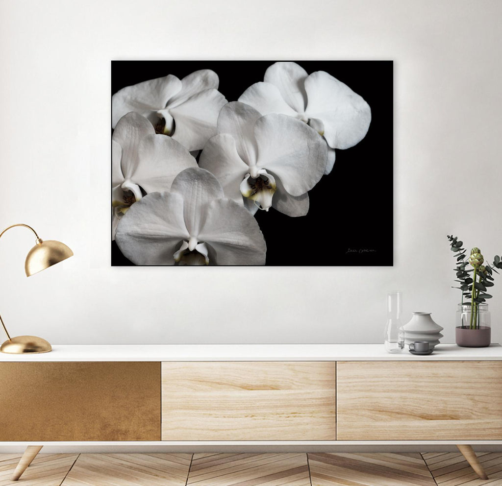 White Orchid II by Elise Catterall on GIANT ART - florals black and white