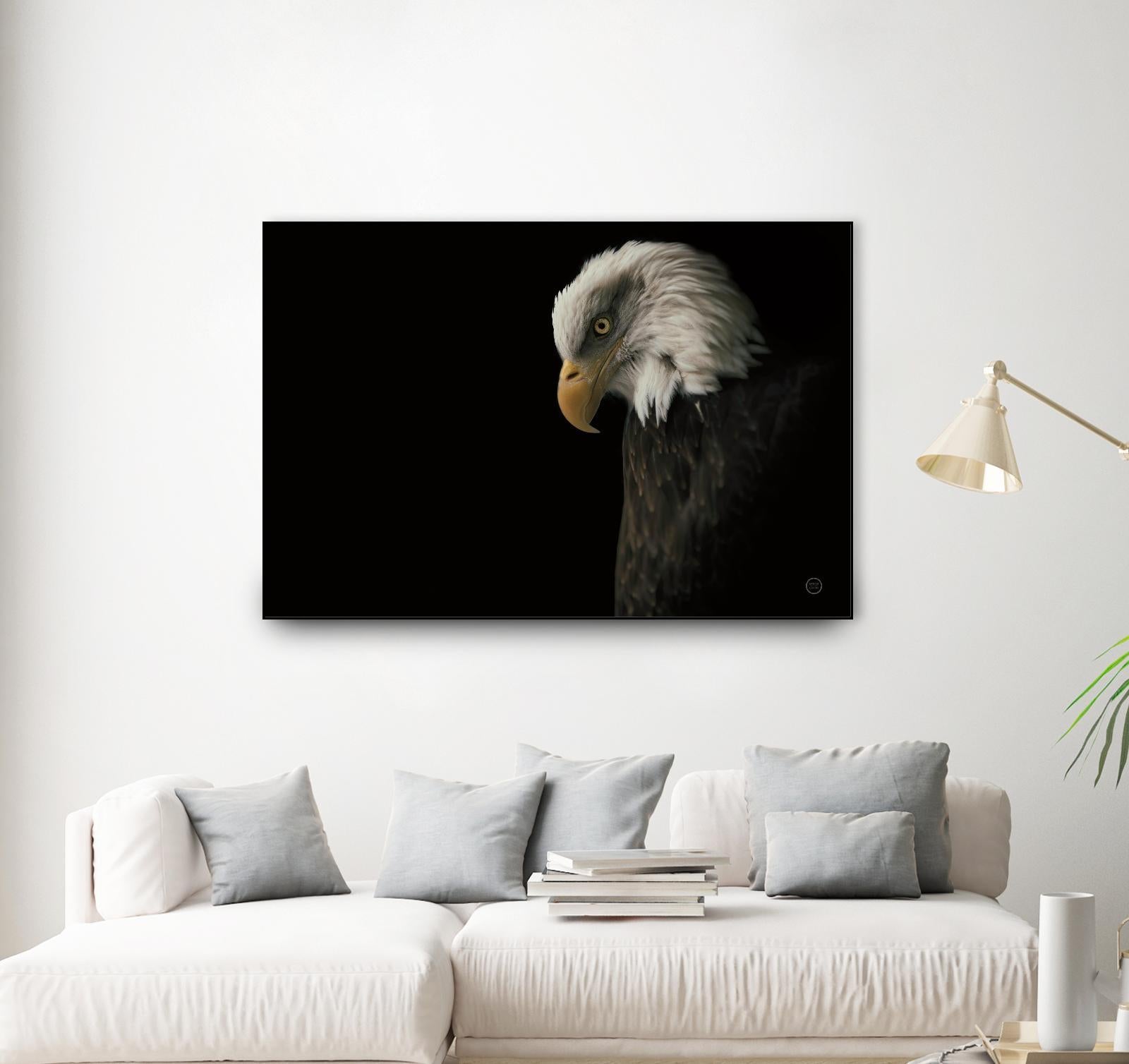 Eagle Bow by Nathan Larson on GIANT ART - animals american eagle