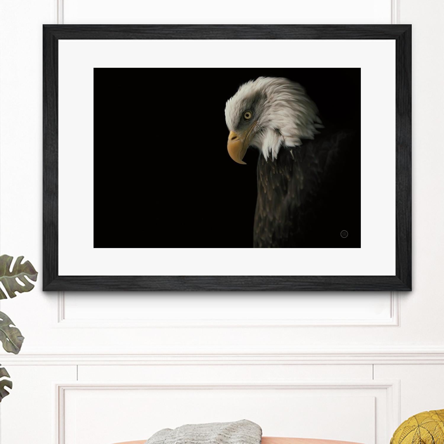 Eagle Bow by Nathan Larson on GIANT ART - white animals oiseau