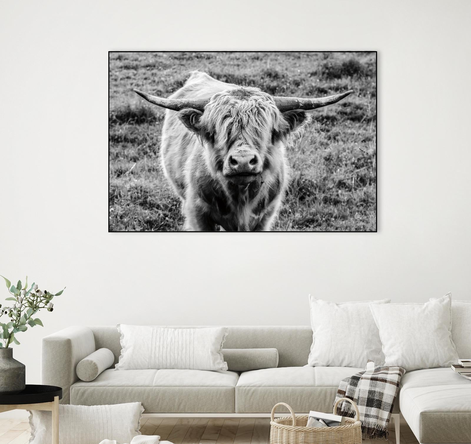 Highland Cow Staring Contest by Nathan Larson on GIANT ART - animals animals