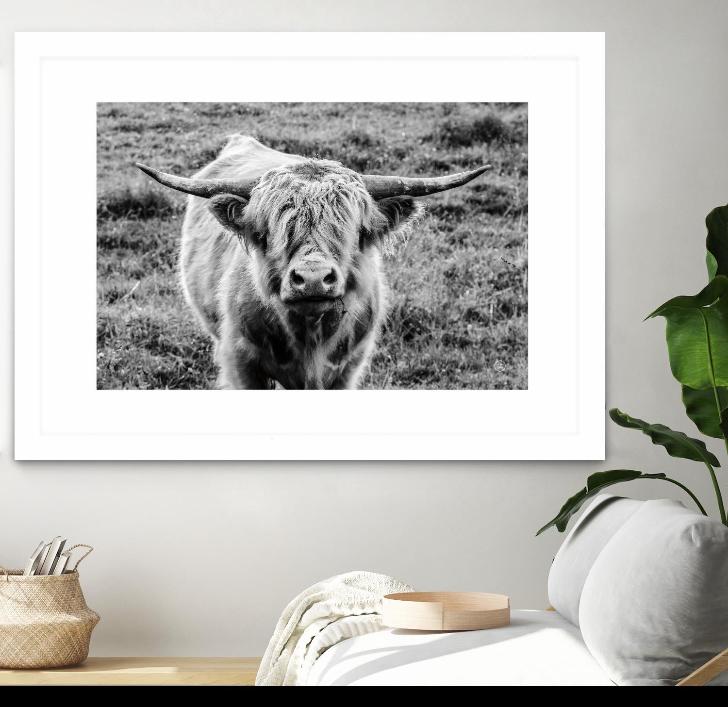 Highland Cow Staring Contest by Nathan Larson on GIANT ART - white animals highland cattle