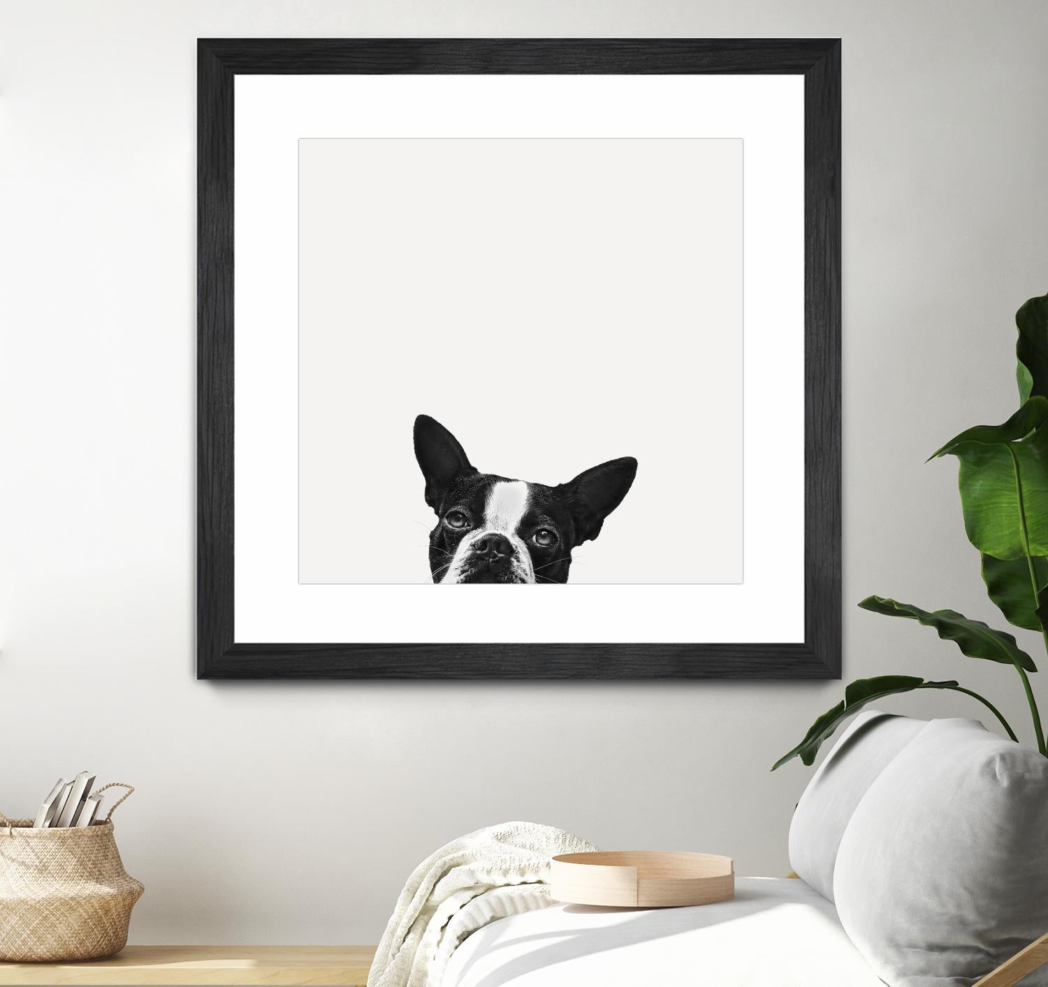 Loyalty by Jon Bertelli on GIANT ART - black,white photography, animals, dogs, humor