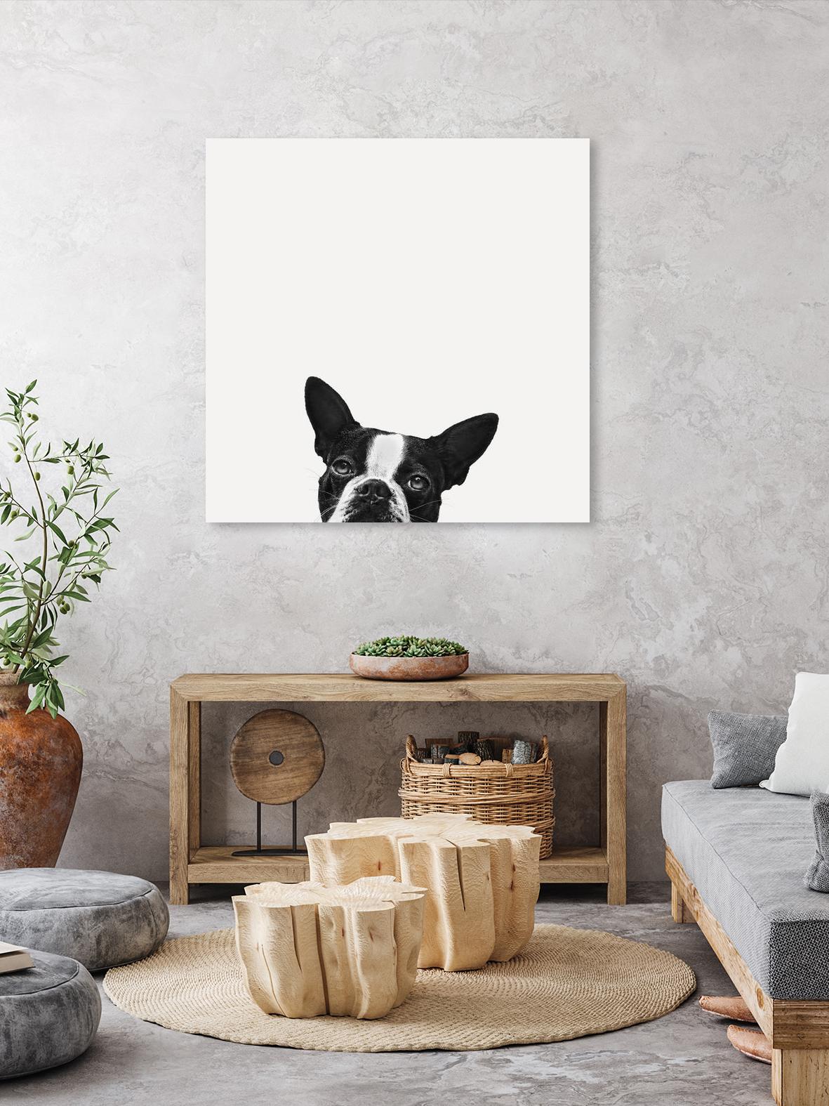 Loyalty by Jon Bertelli on GIANT ART - black,white photography, animals, dogs, humor