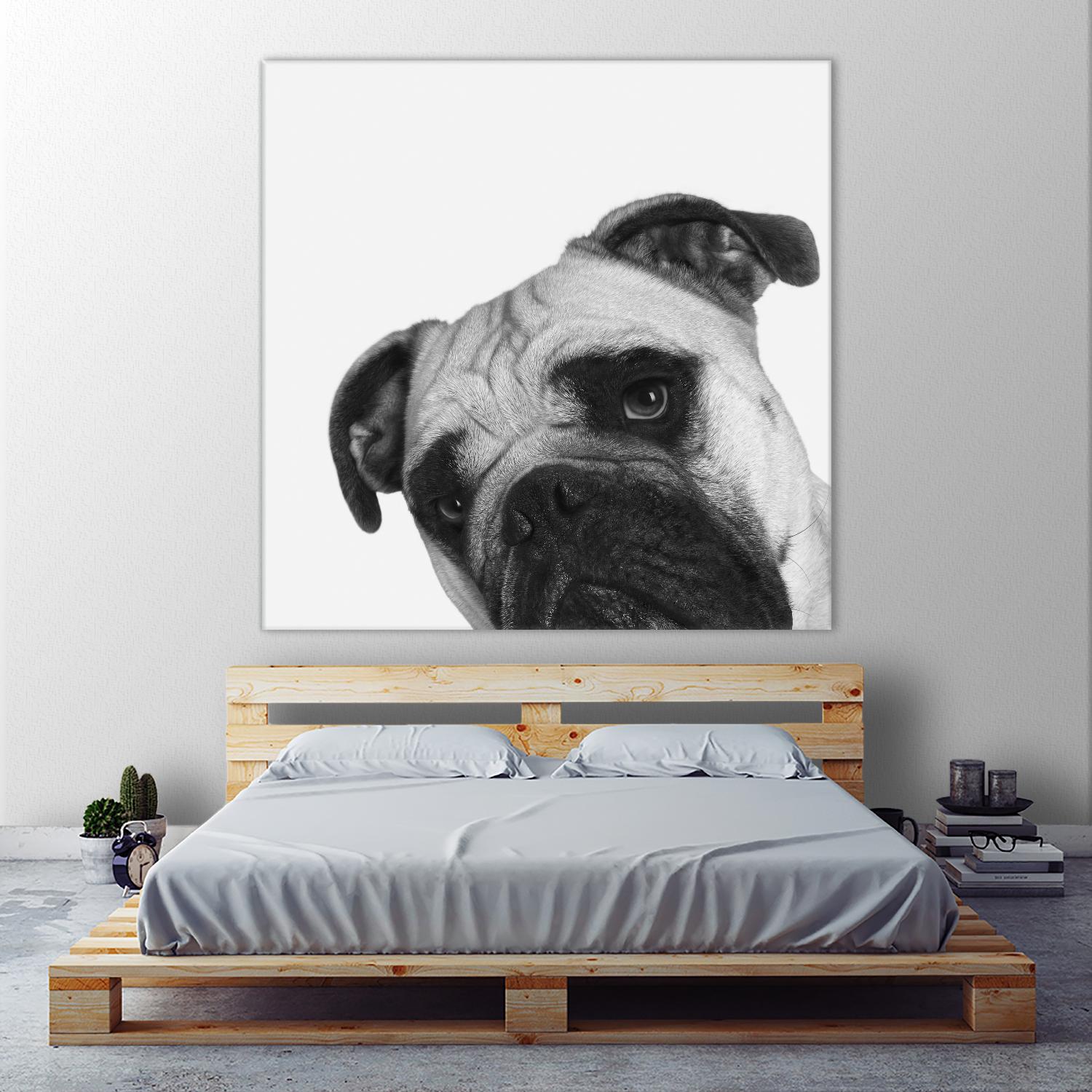 Qué Pasa? by Jon Bertelli on GIANT ART - multicolor animals; photography