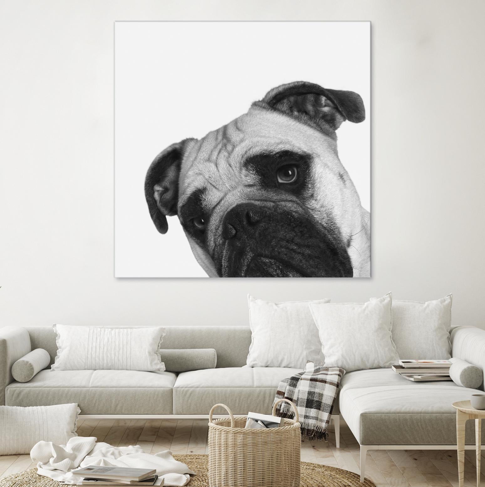 Qué Pasa? by Jon Bertelli on GIANT ART - multicolor animals; photography