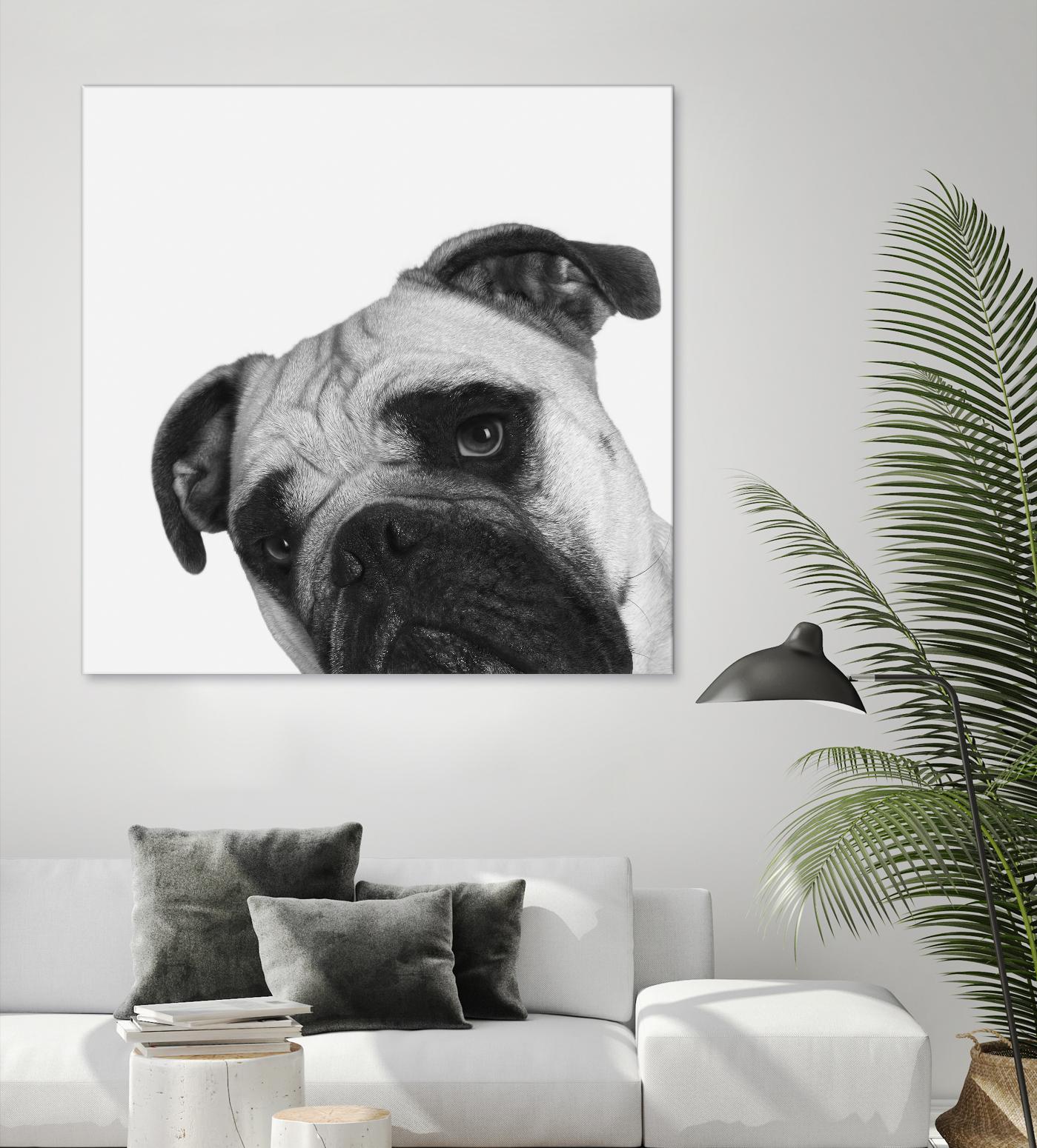 Qué Pasa? by Jon Bertelli on GIANT ART - multicolor animals; photography